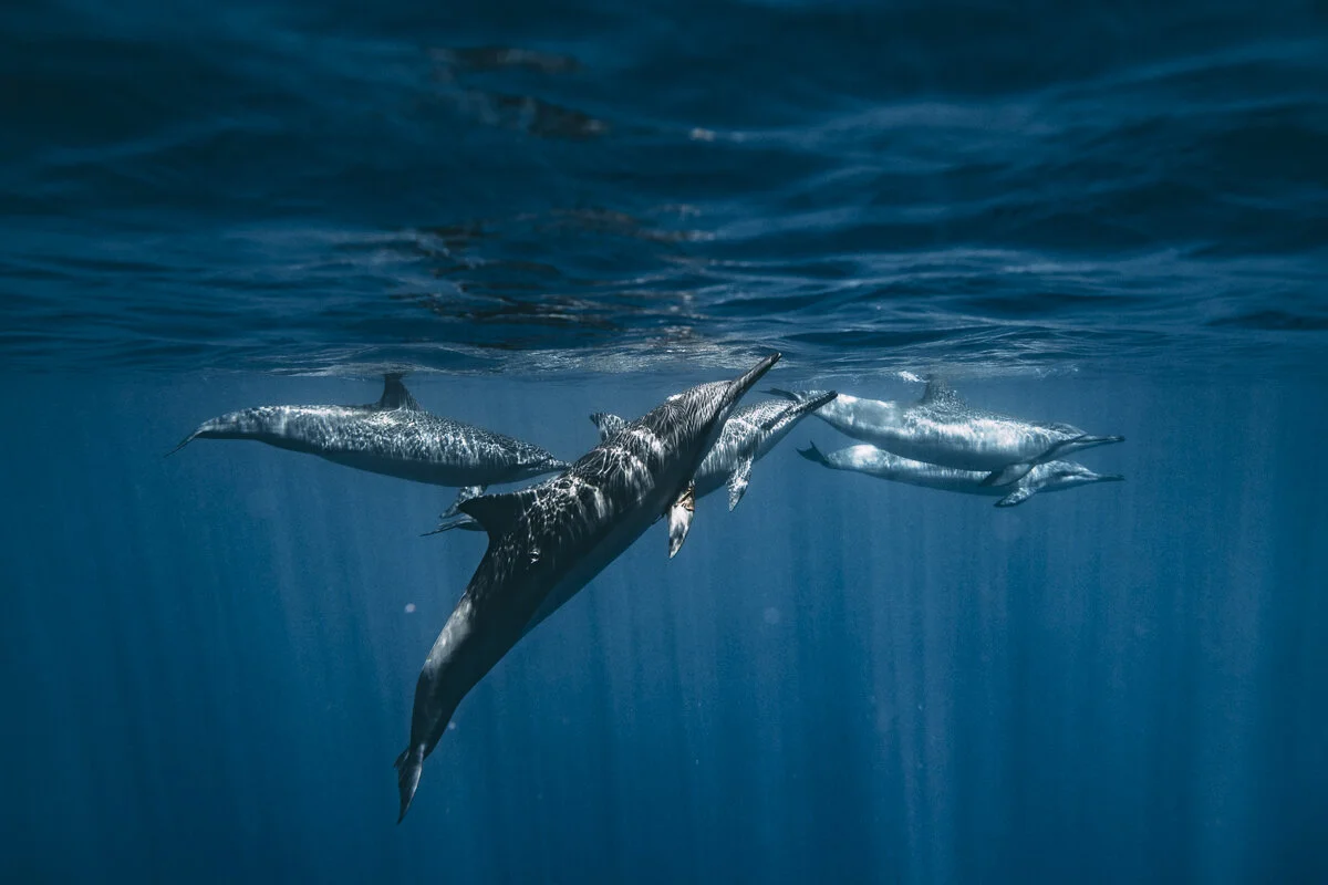 Hawaii_Blog_Lola Photography_083.jpg