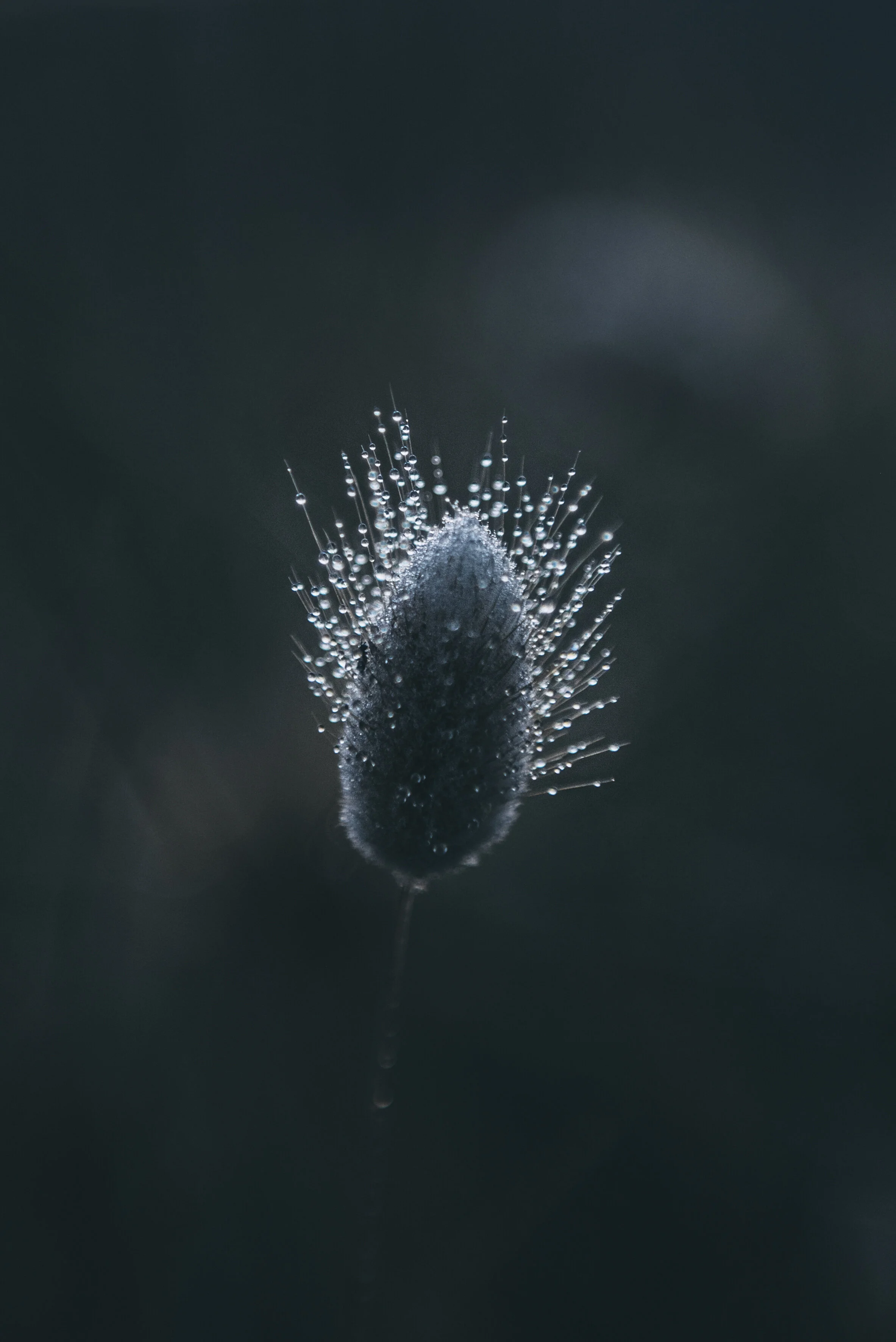 Dewy Bunny Lola Photography.jpg