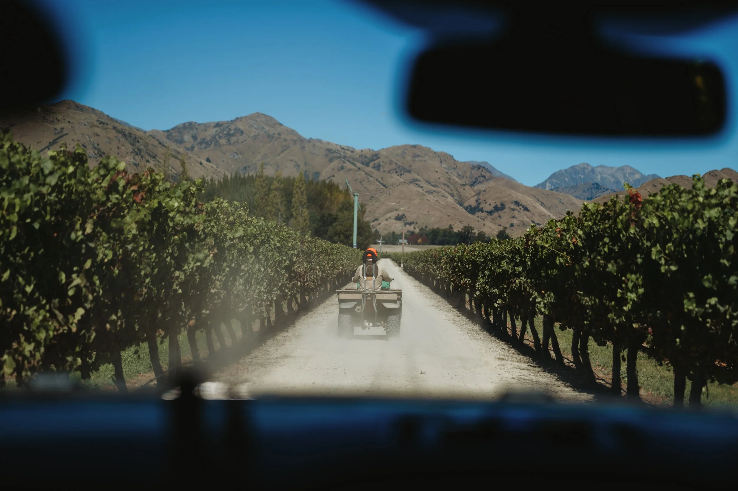 Babich Wines Harvest Work Showcase_ WEB_Lola Photography_23.jpg