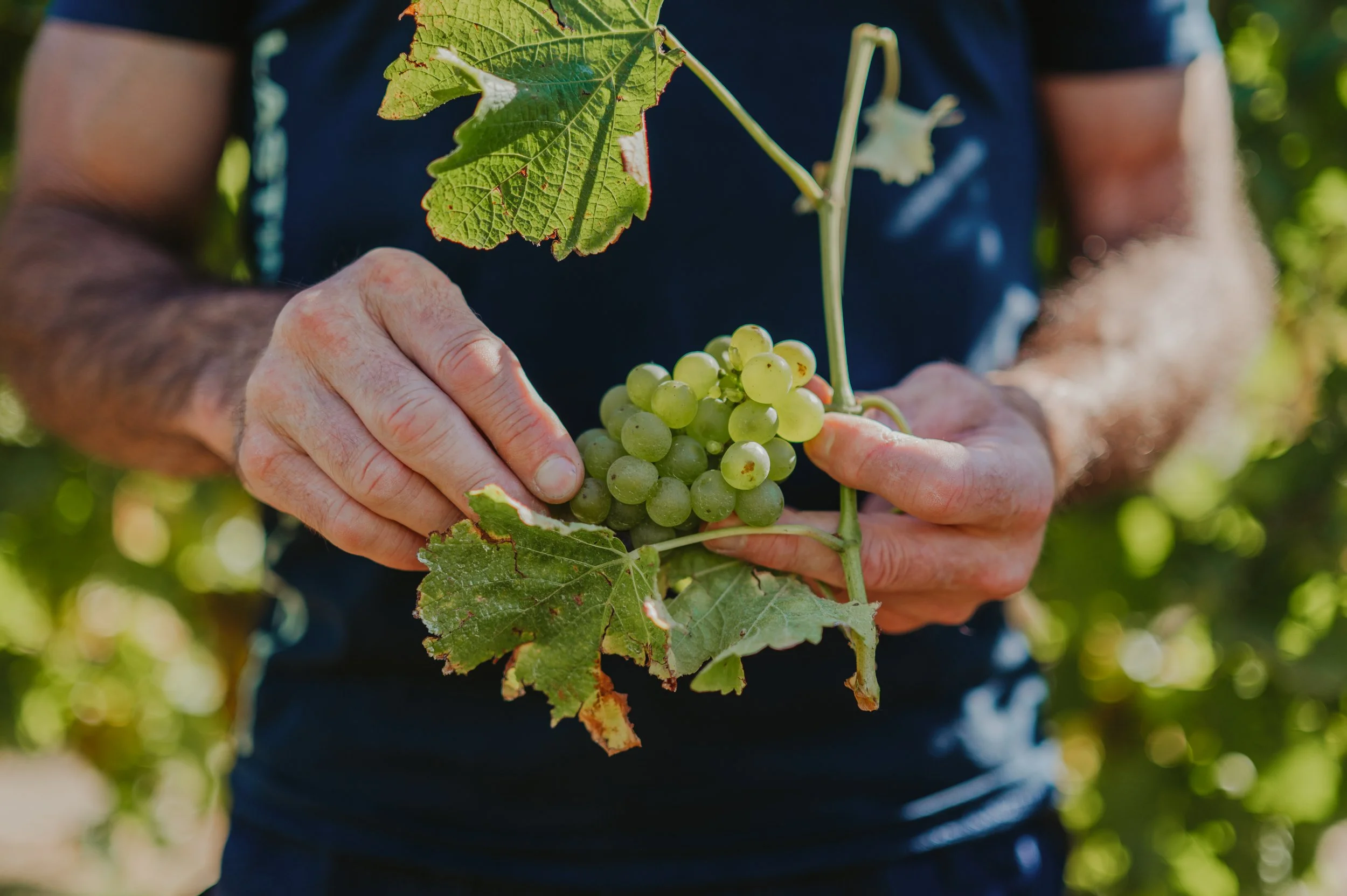 Babich Wines Harvest Work Showcase_ WEB_Lola Photography_40.jpg