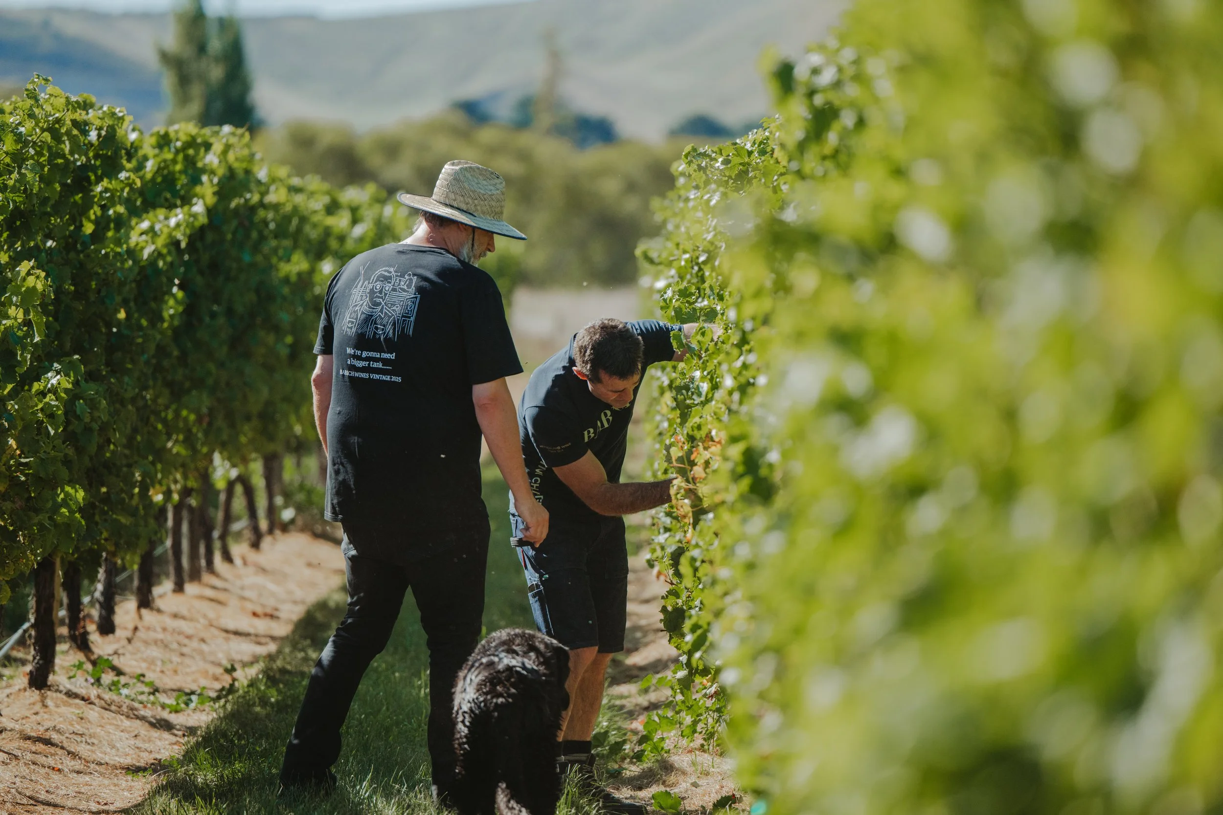Babich Wines Harvest Work Showcase_ WEB_Lola Photography_37.jpg