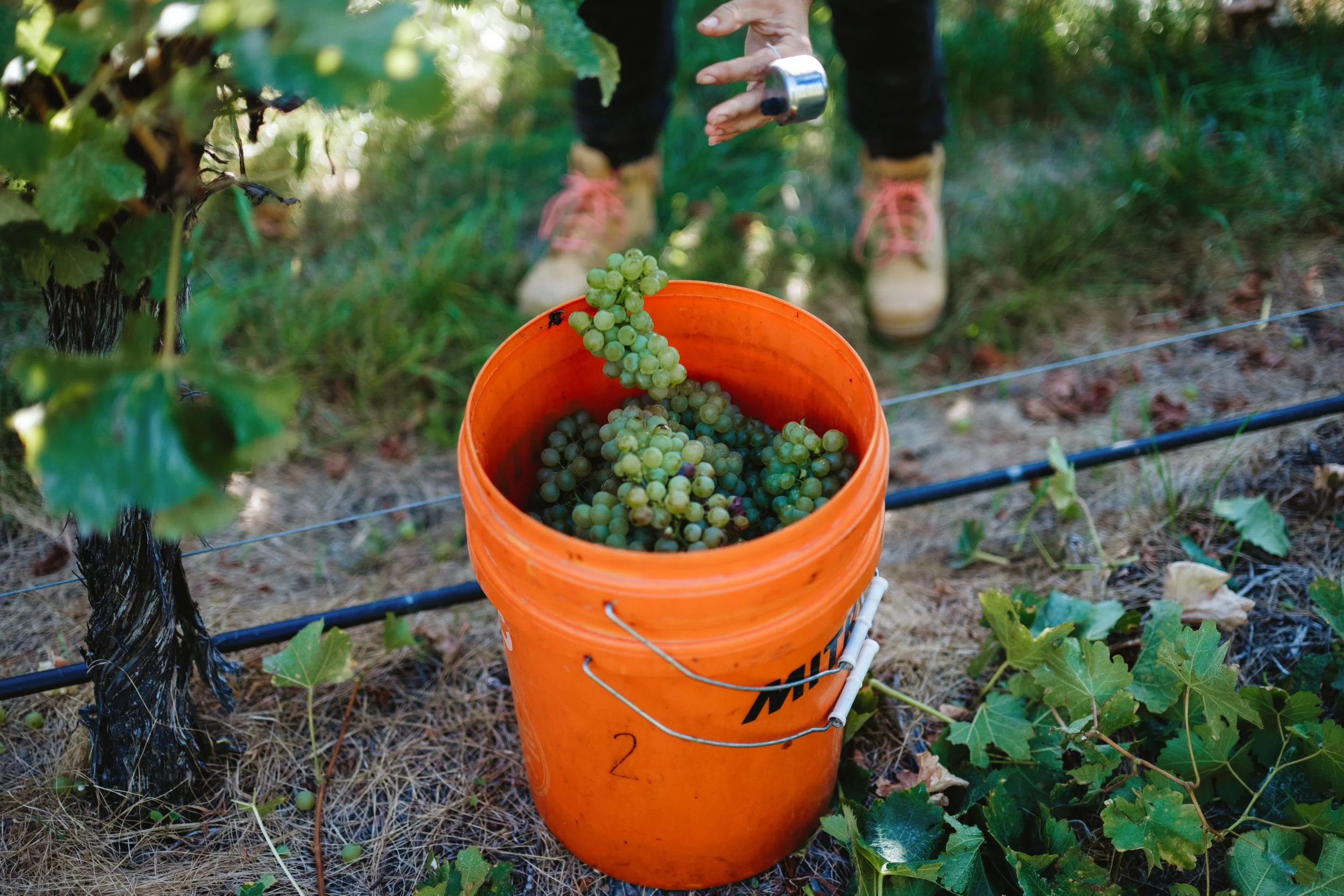 Babich Wines Harvest Work Showcase_ WEB_Lola Photography_45.jpg