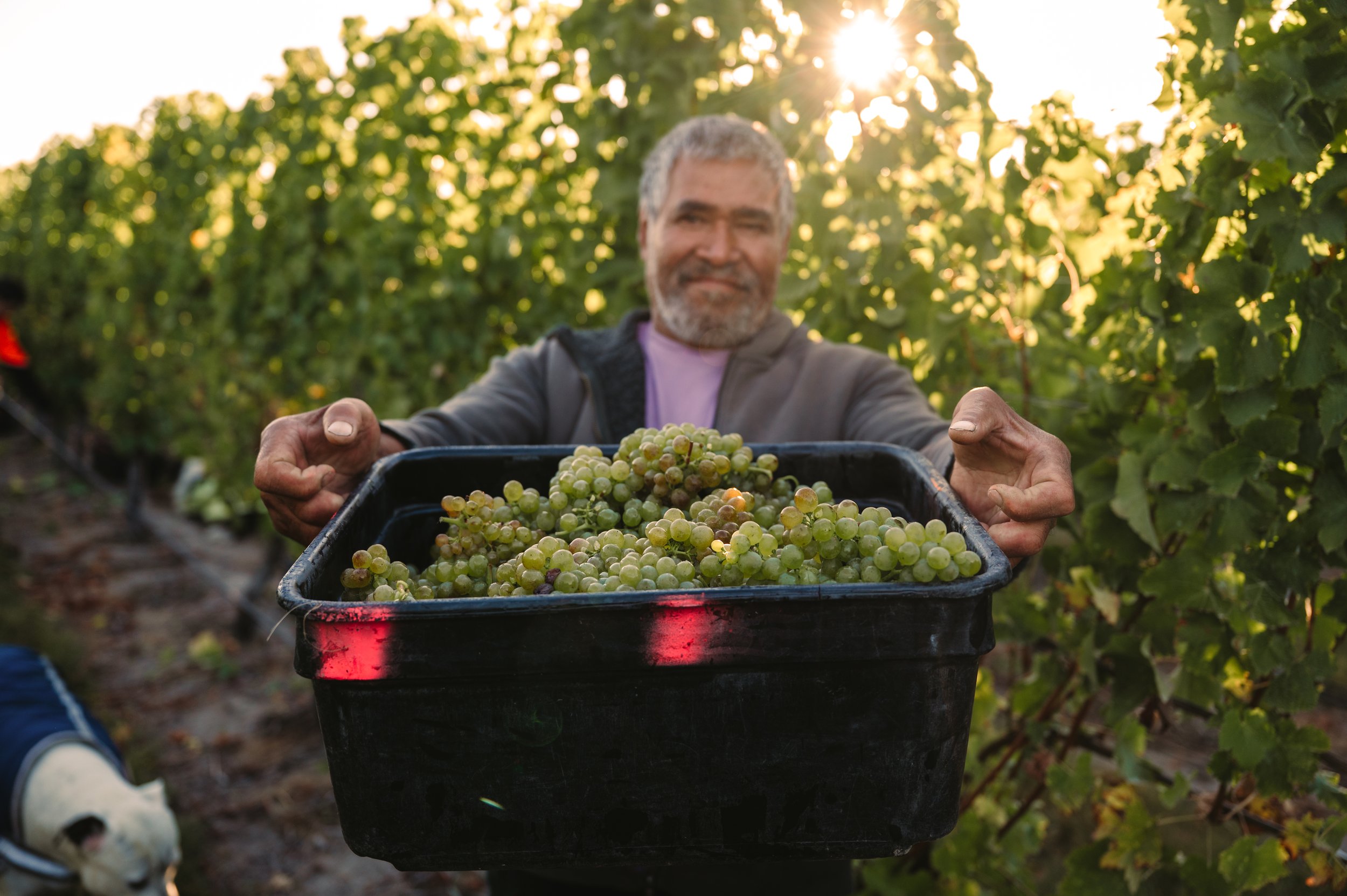 Babich Wines Harvest Work Showcase_ WEB_Lola Photography_99.jpg