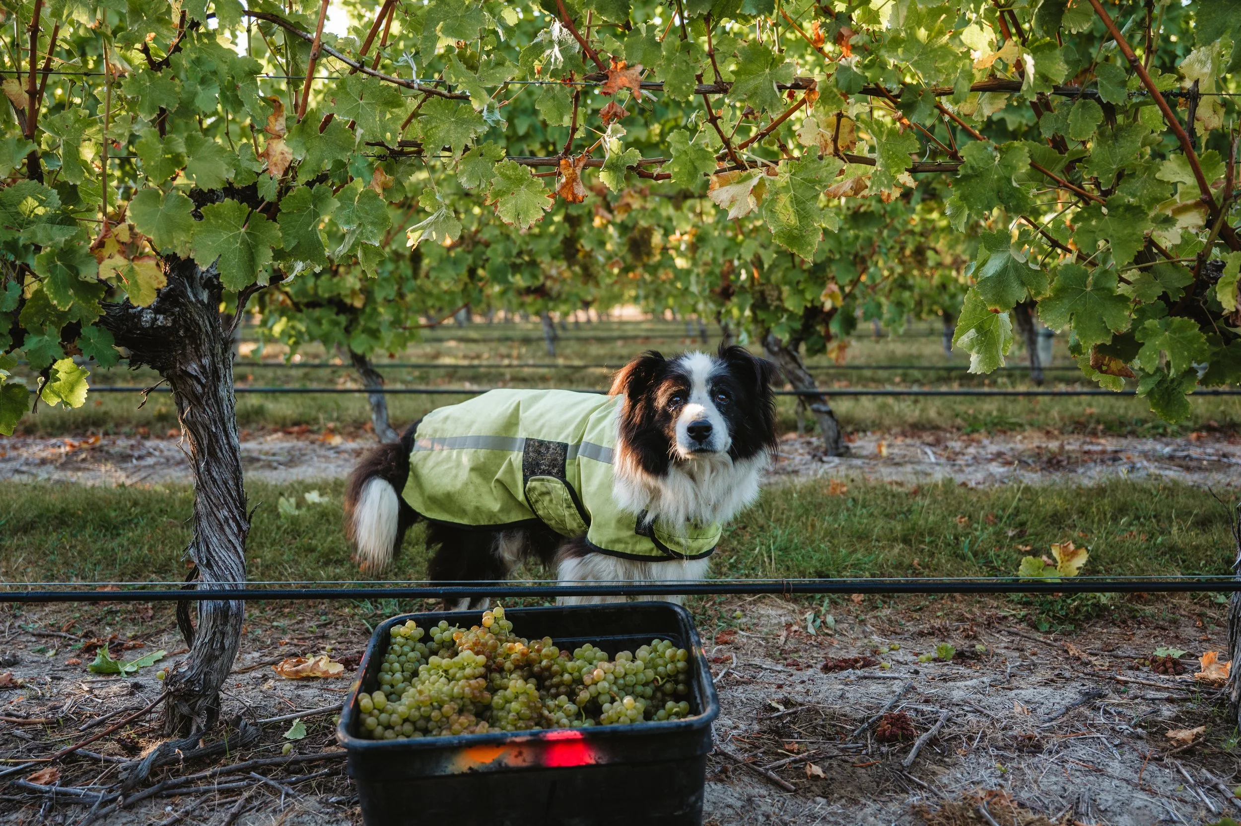 Babich Wines Harvest Work Showcase_ WEB_Lola Photography_100.jpg