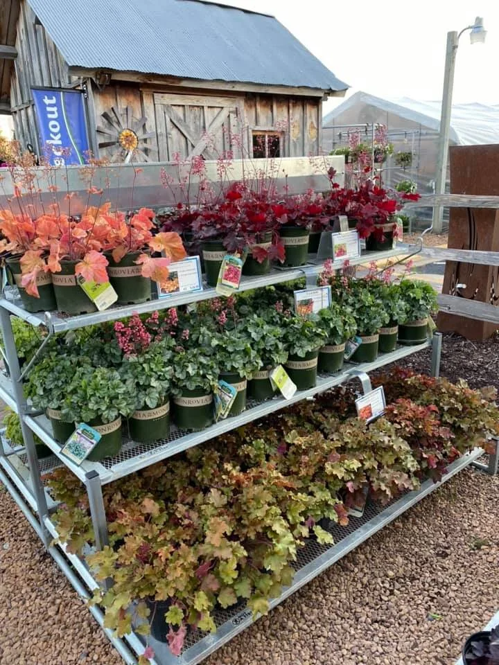 Canadian Tire Trees And Shrubs For Sale edu.svet.gob.gt