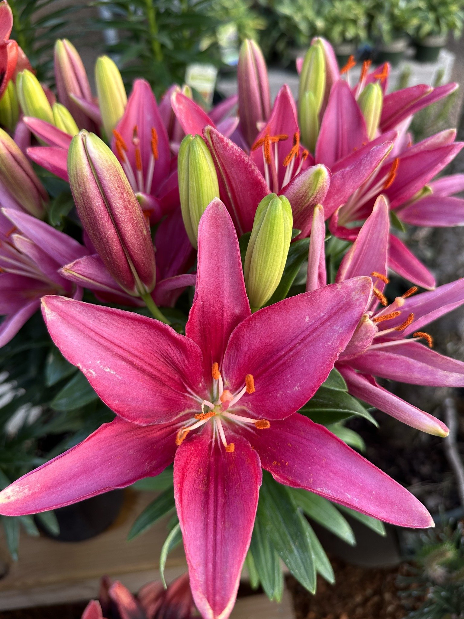 GARDEN CENTER GROWING SEASON IS AROUND THE CORNER — Superior Lawn