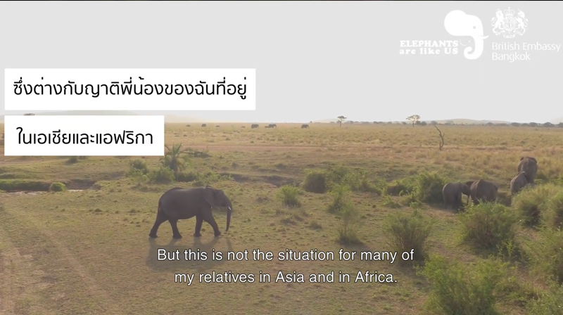 Midas-PR-Elephants-are-like-us.png
