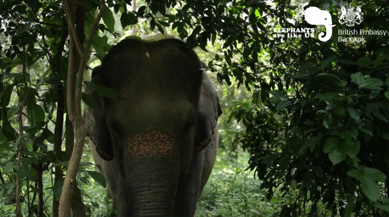 Midas-PR-Elephants-are-like-us.png