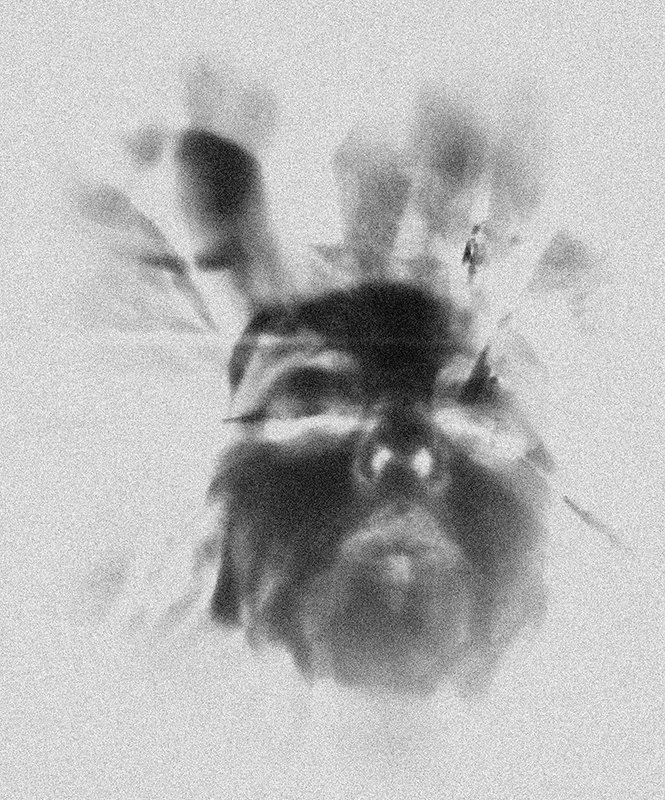 Khan_Dead_Archival Pigment Print_6x9in_250.jpg