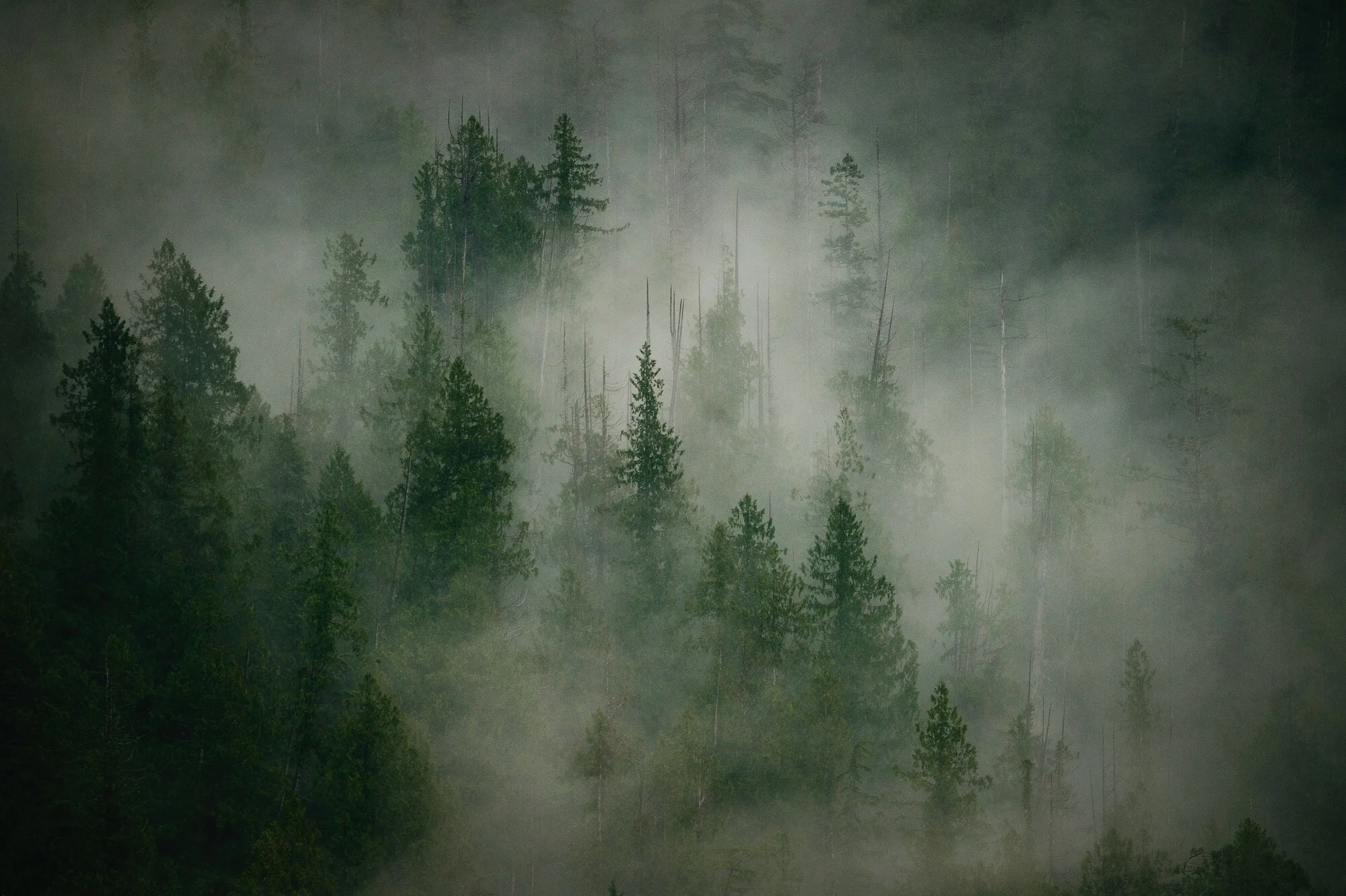 BC, Canada - Roark Revival 