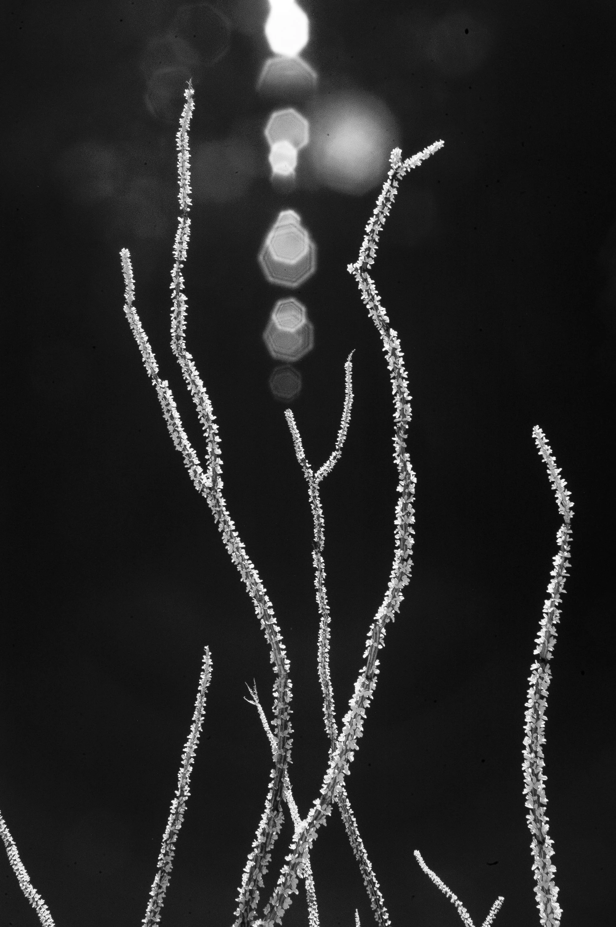 DSC_1969-2.jpg