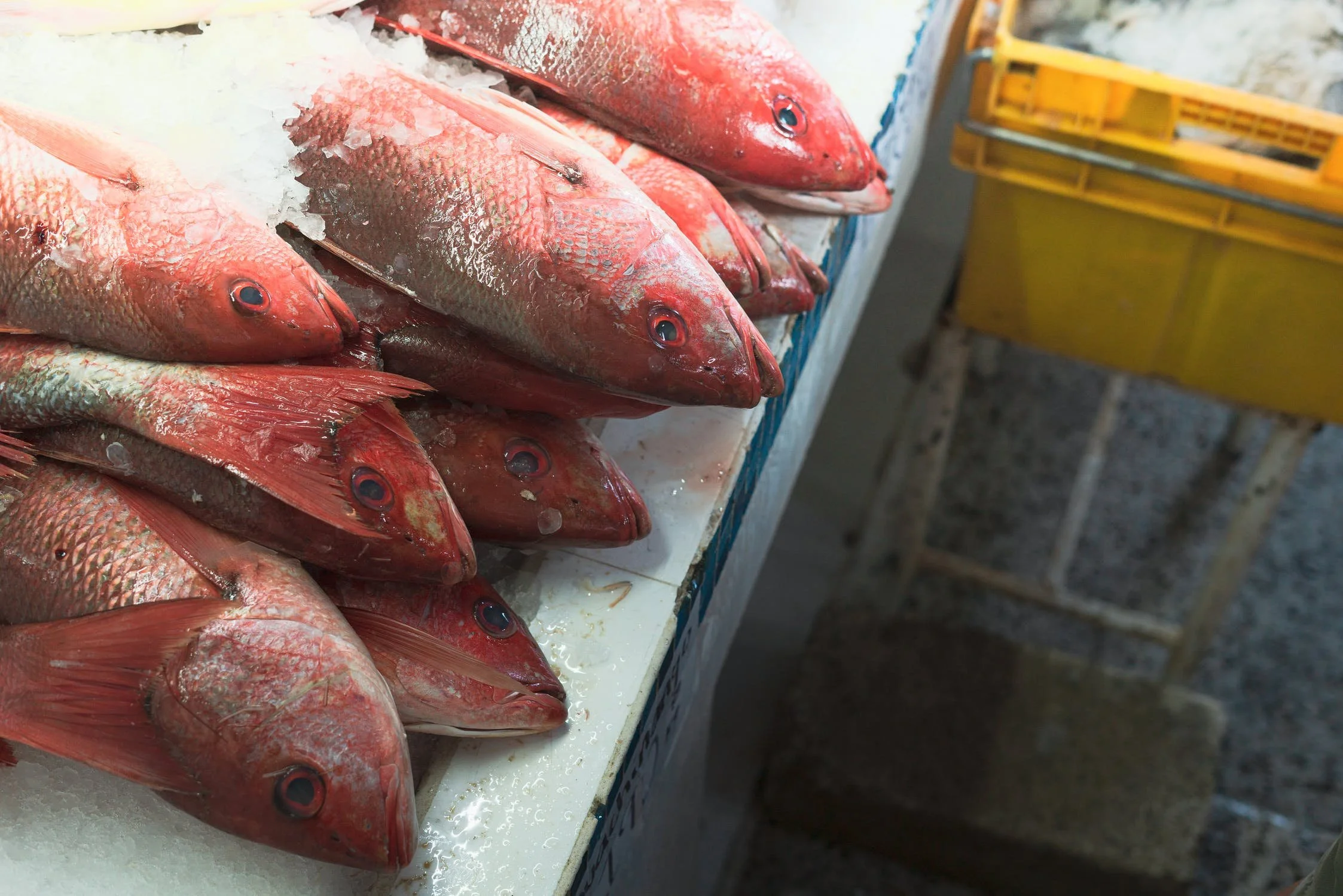 Fishy Business: The Economics behind the price of fish this CNY