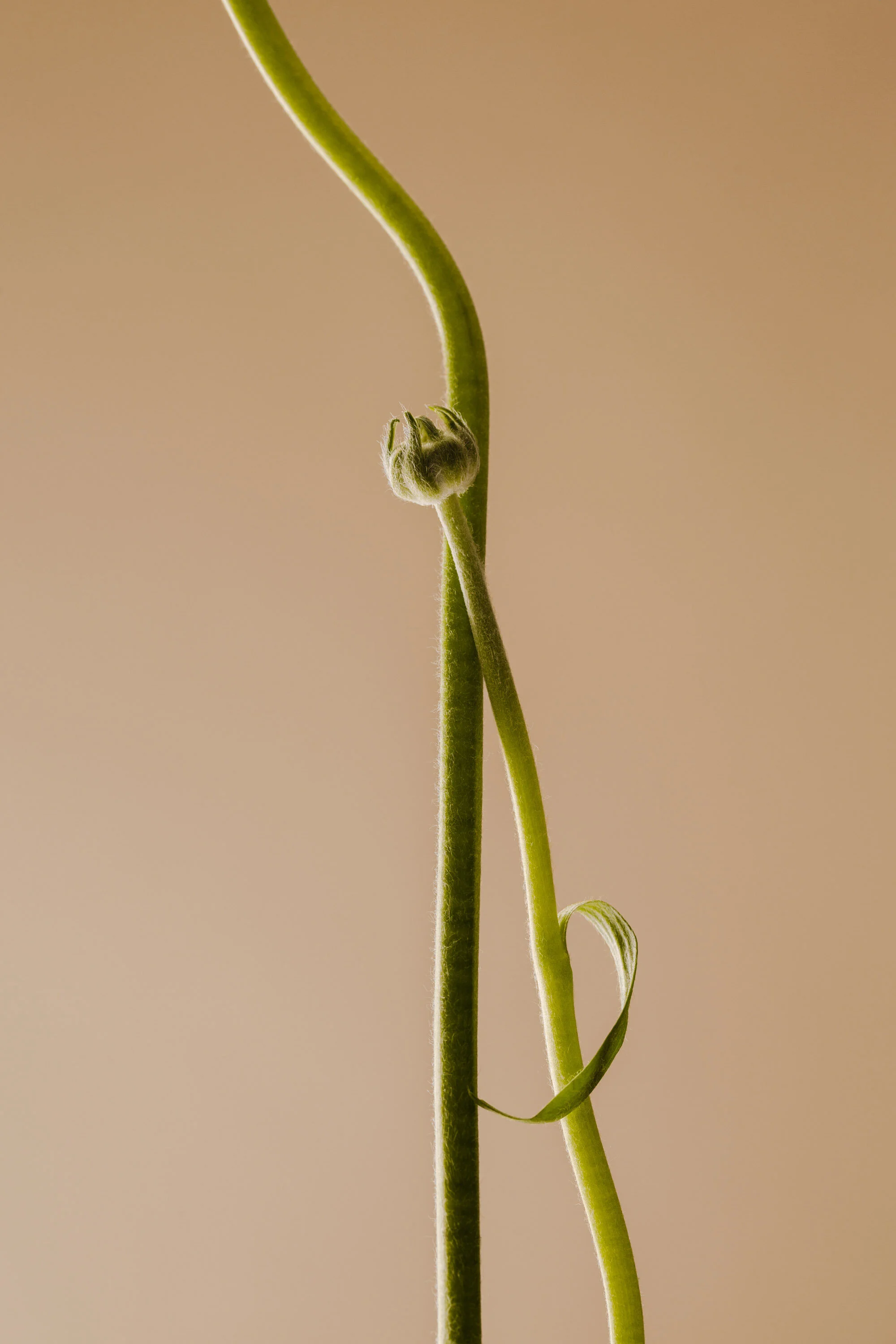  Bird Meditation Styling by Kate Jones 