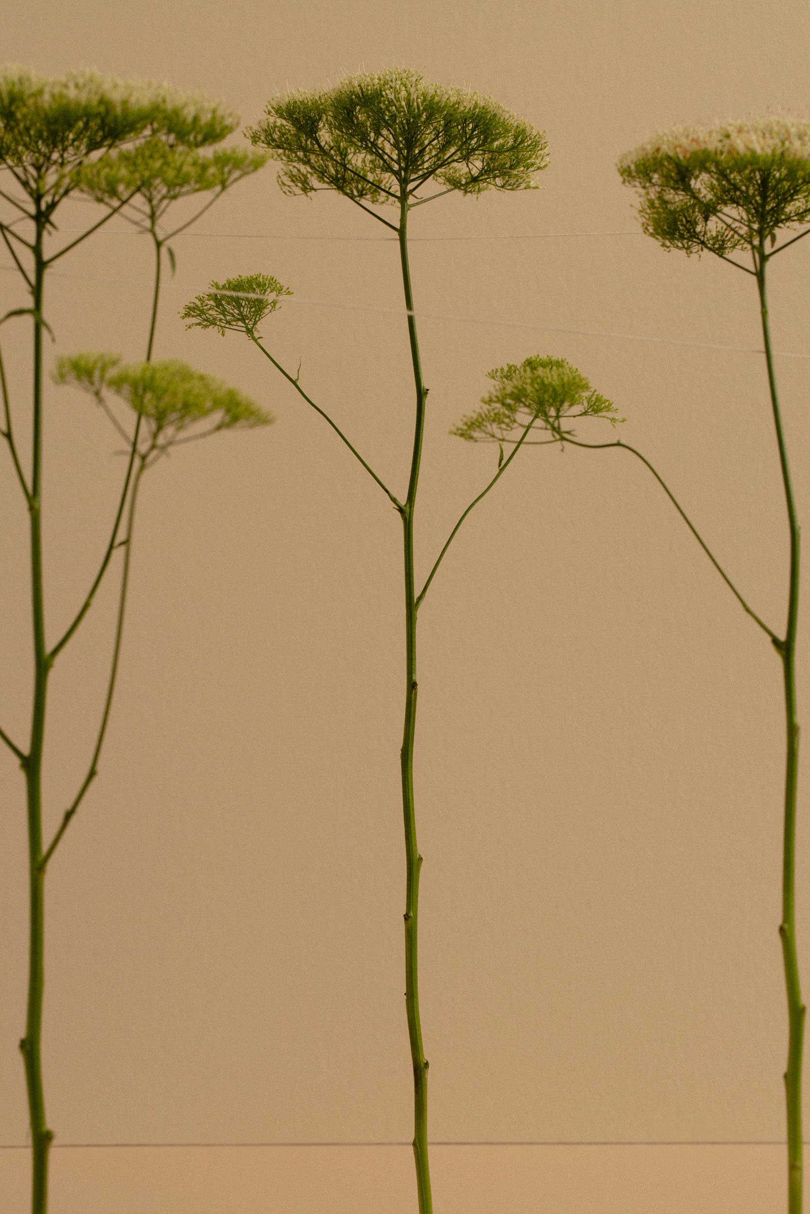 20220106-AKHO-StillLife-005.JPG