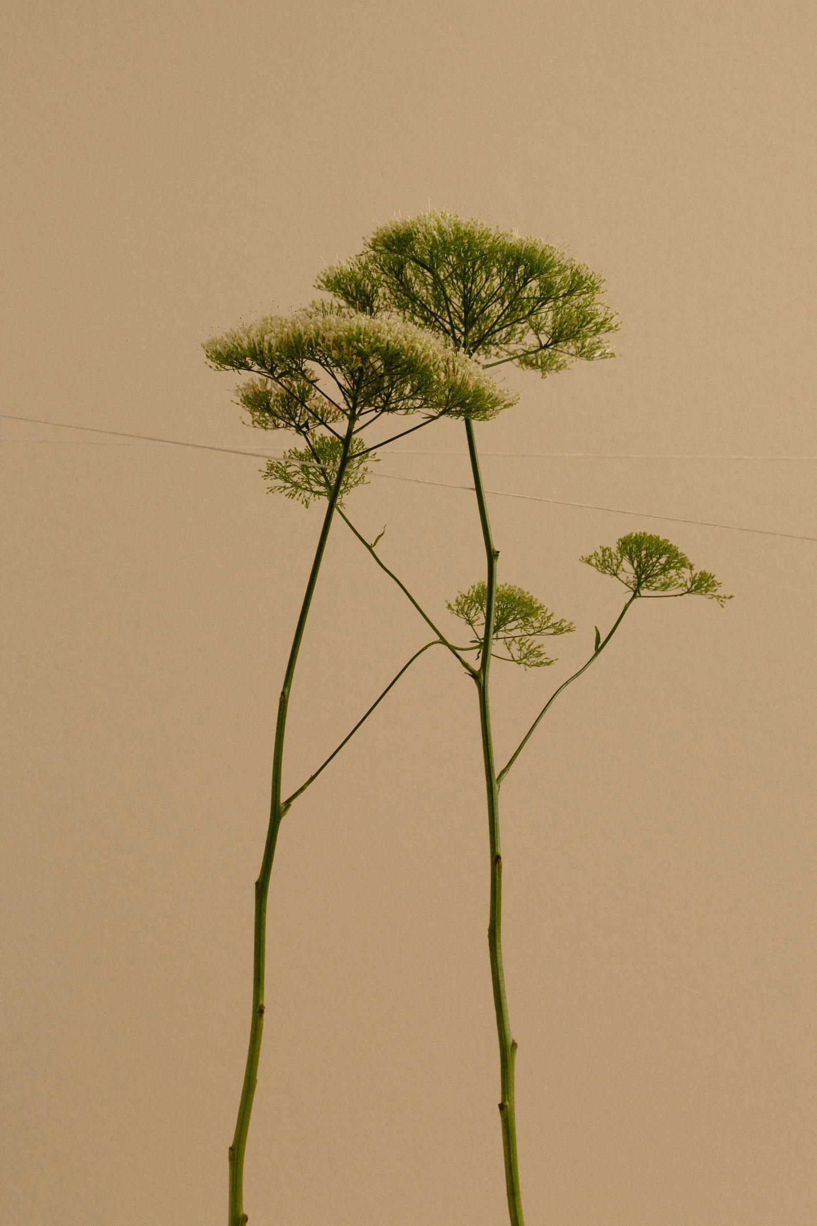 20220106-AKHO-StillLife-006.JPG