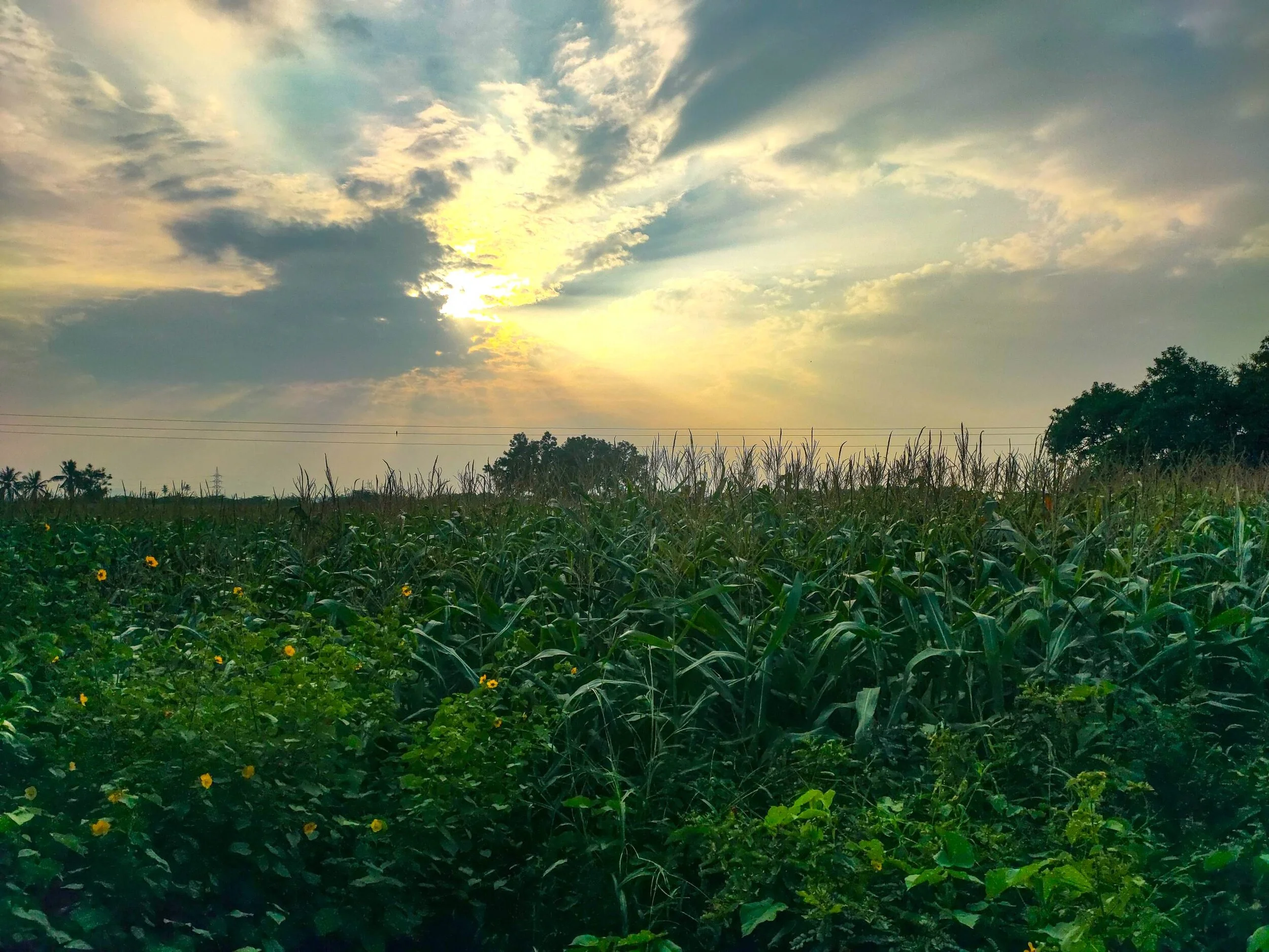 Land Core Newsletter - May 2021