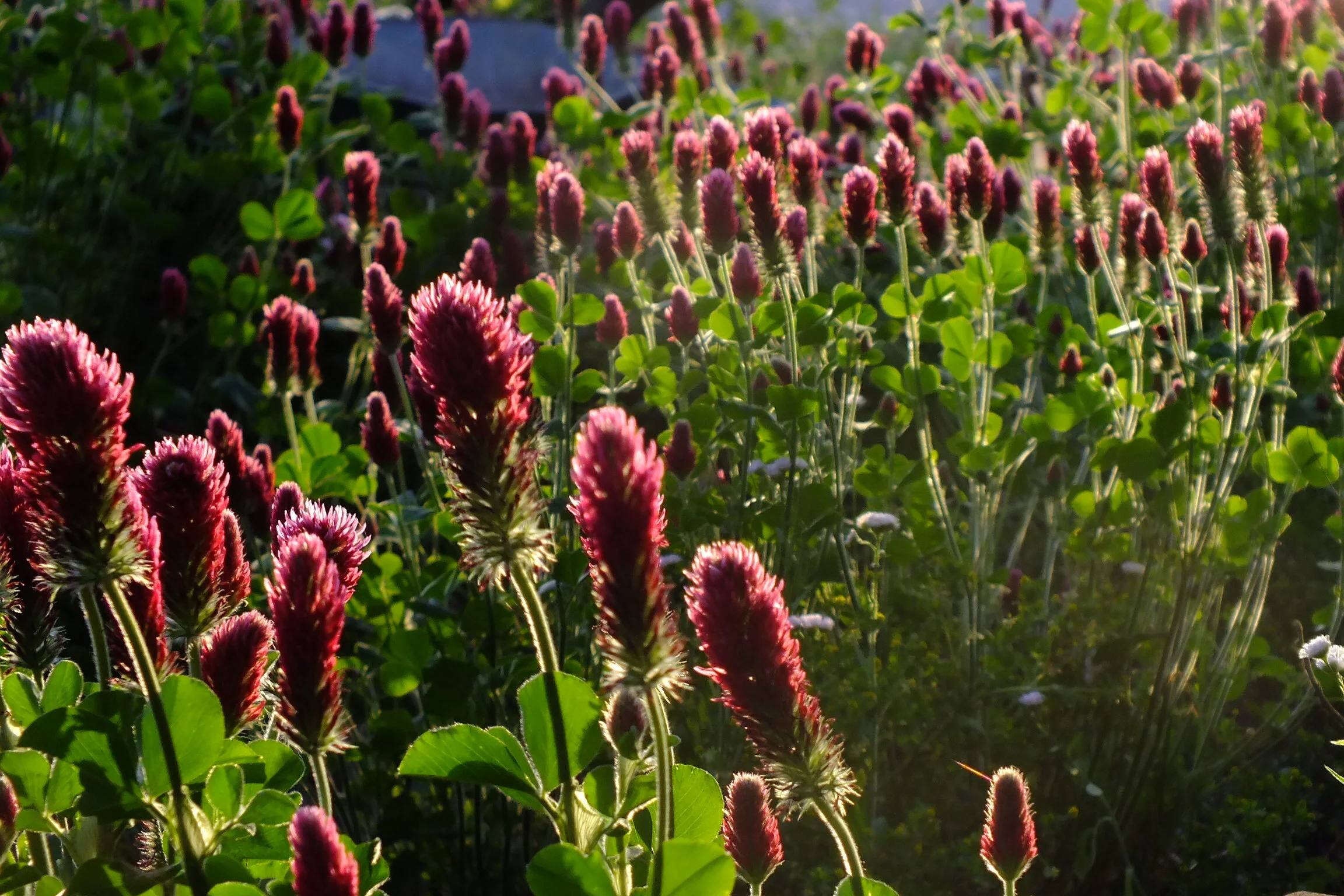 Land Core Newsletter - September 2021