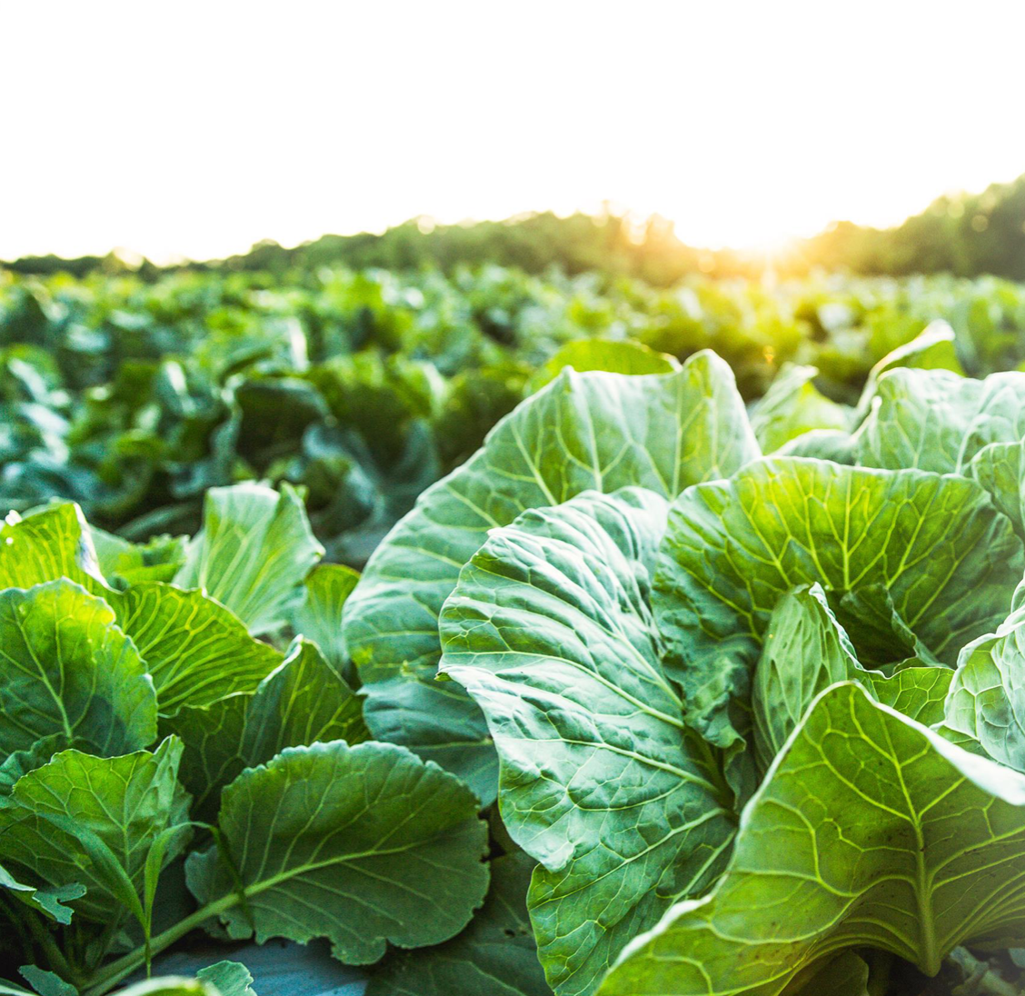 Land Core participates in Soil & Climate Alliance "Creating Regenerative Opportunity for Ag Lenders” Finance Roundtable