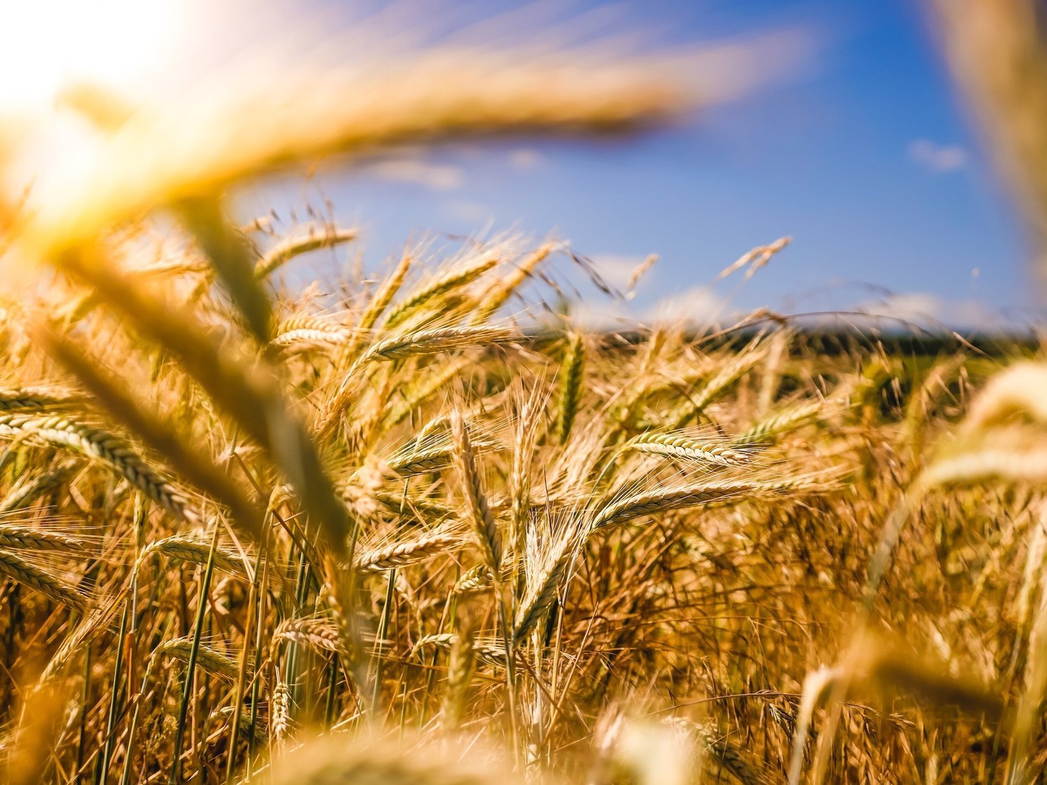 Land Core Newsletter - August 2023