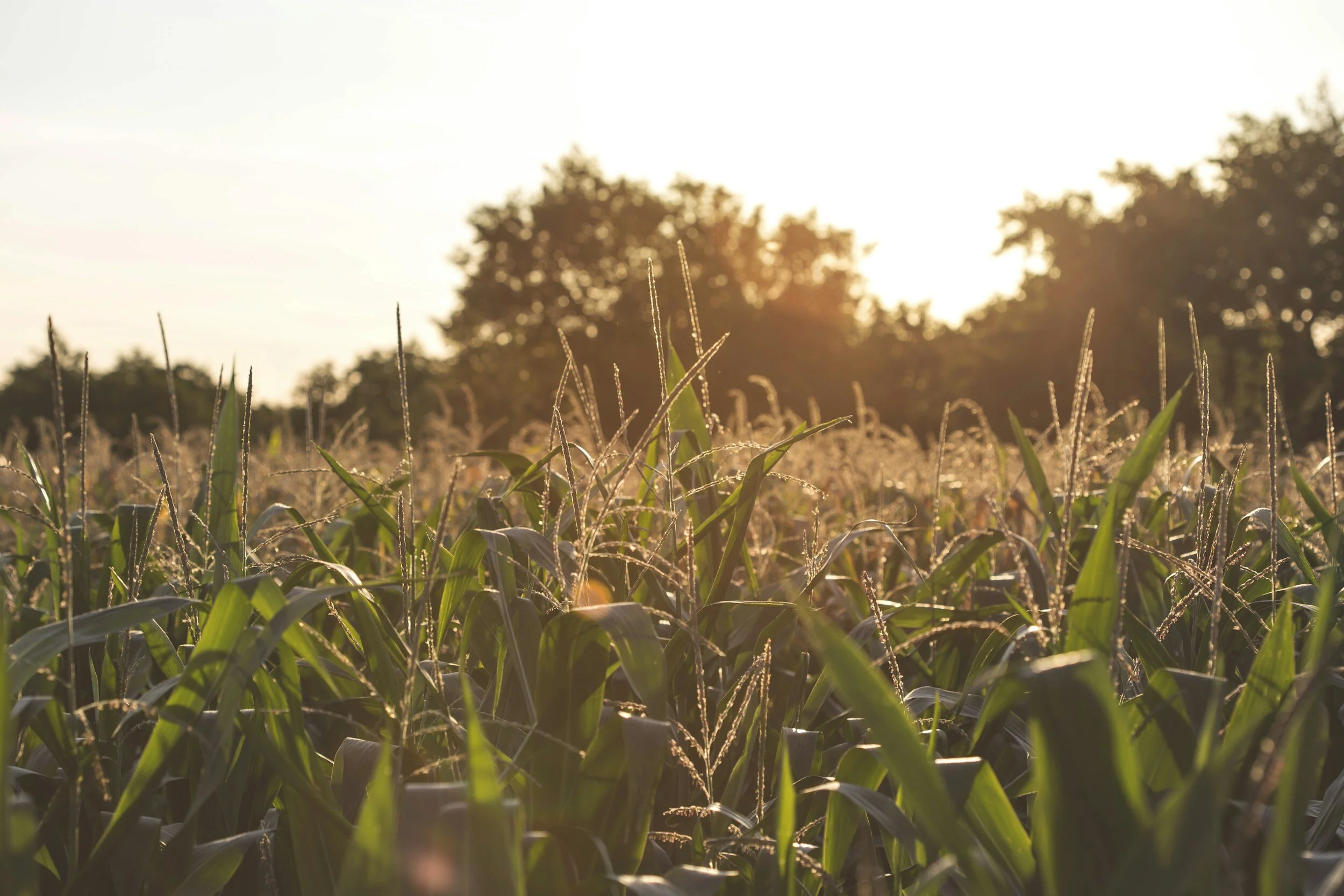 Soil health to de-risk lending and insurance: a pathway to carbon markets