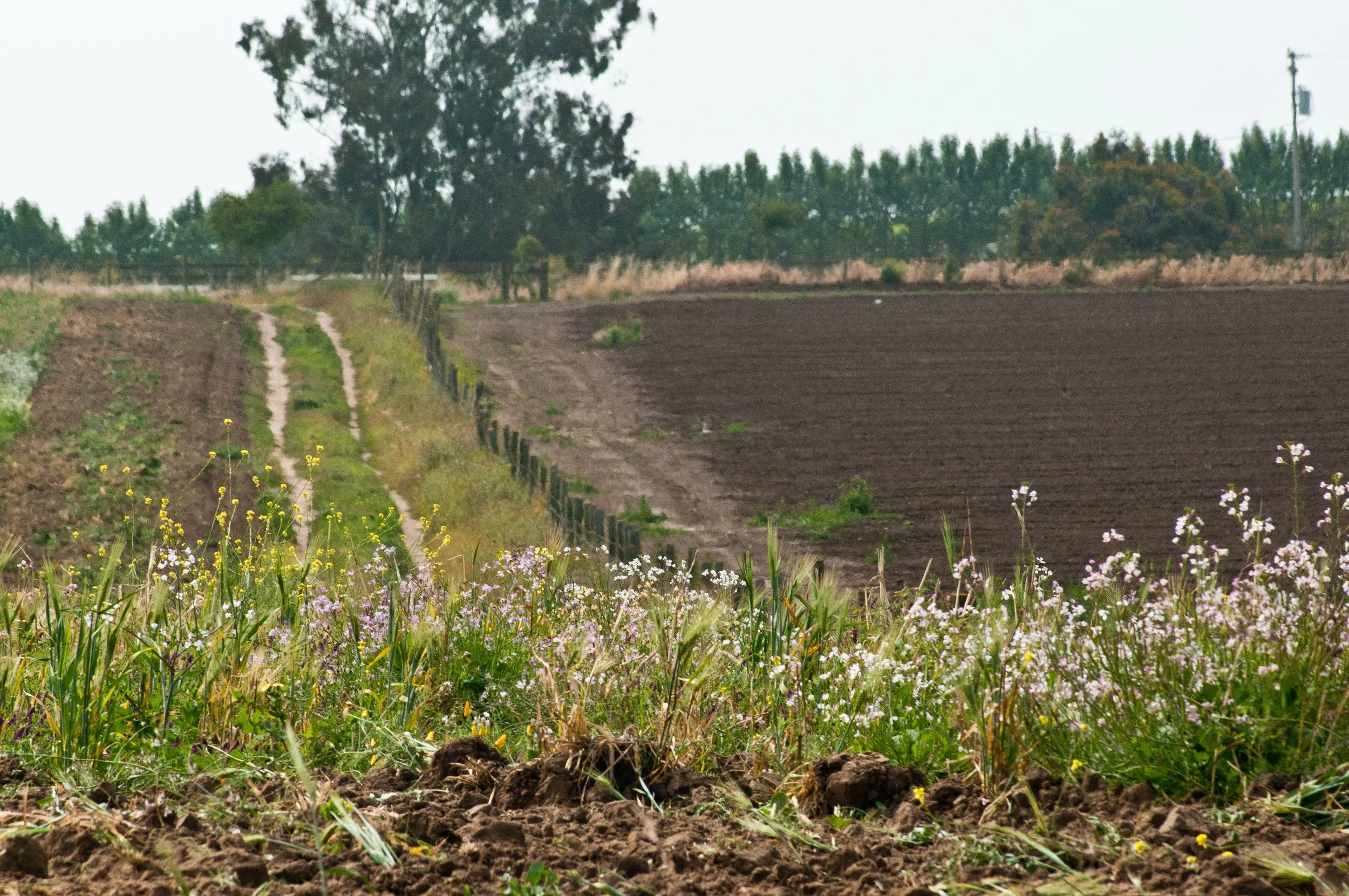 Risk Mitigation Benefits of Soil Health Practices: Recent Findings from Five Midwest States (Blog Post - Fall/Winter 2025)