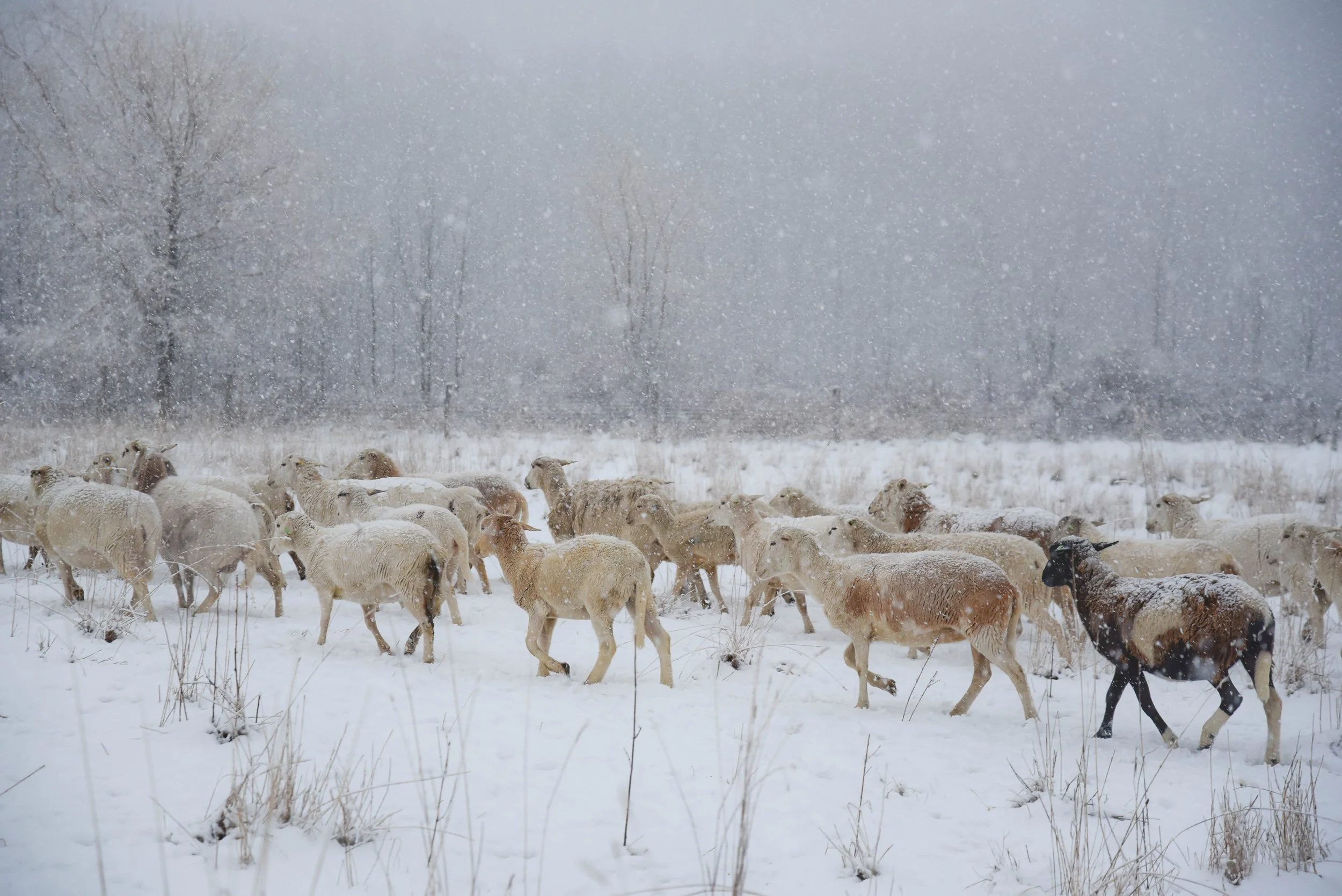 Land Core Newsletter - December 2025 