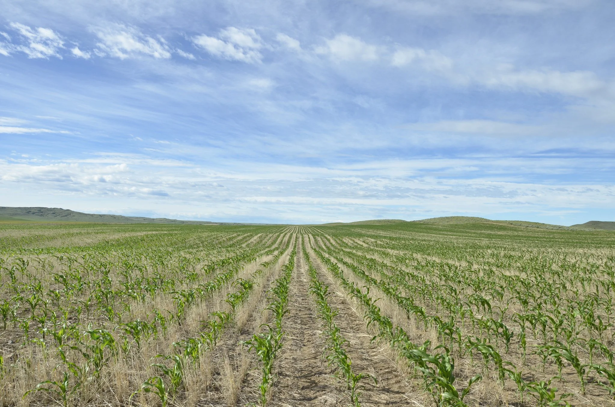 Risk Mitigation Benefits of Soil Health Practices: Recent Findings from Five Midwest States (Blog Post - Fall/Winter 2025)