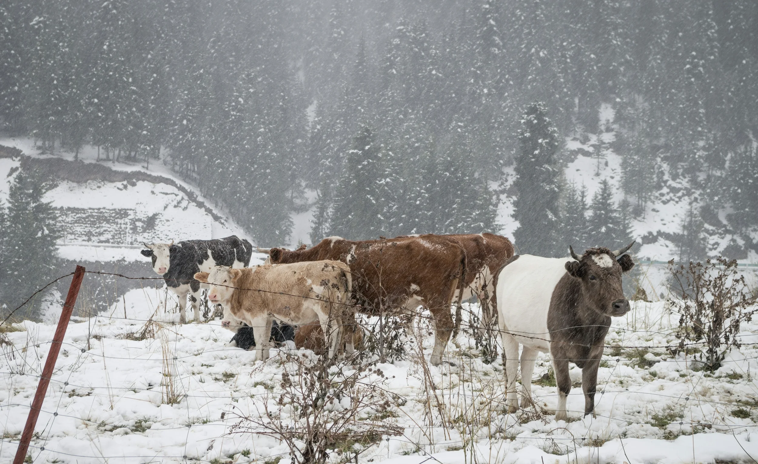 Land Core Newsletter - February 2026