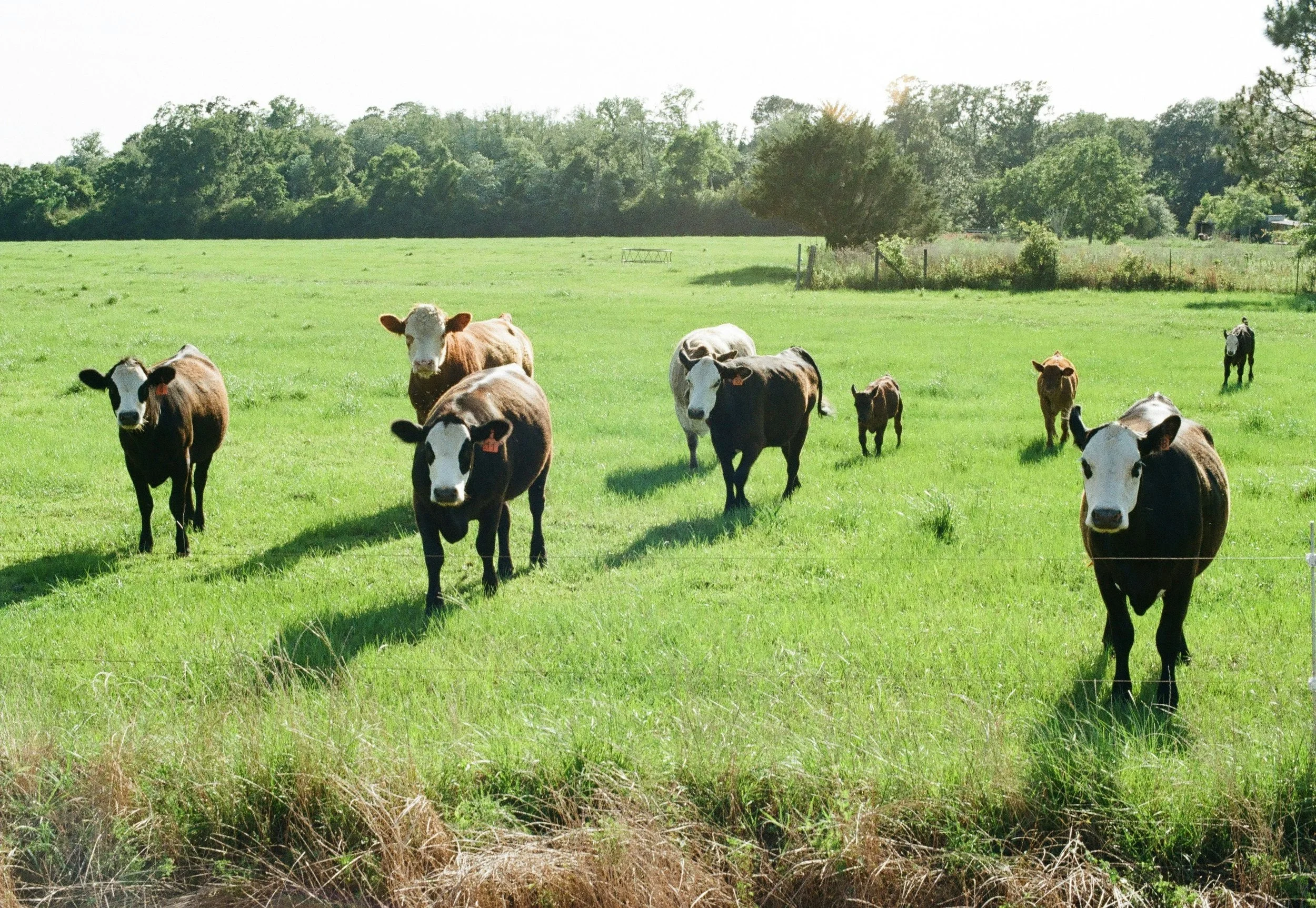 Land Core Newsletter - June 2026
