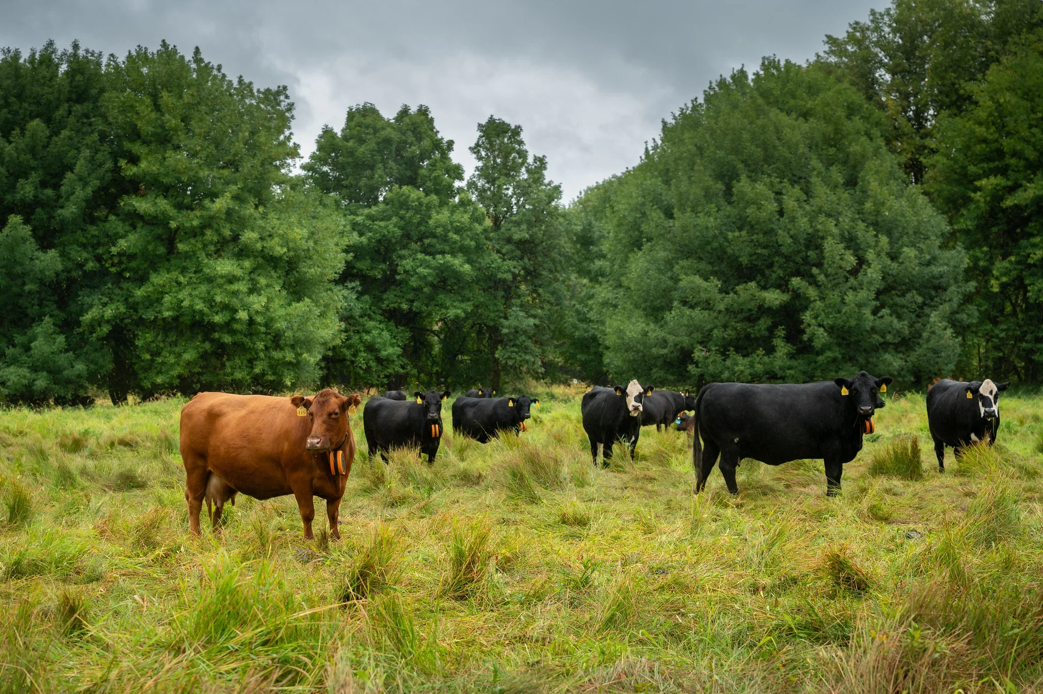 Land Core Newsletter - September 2026