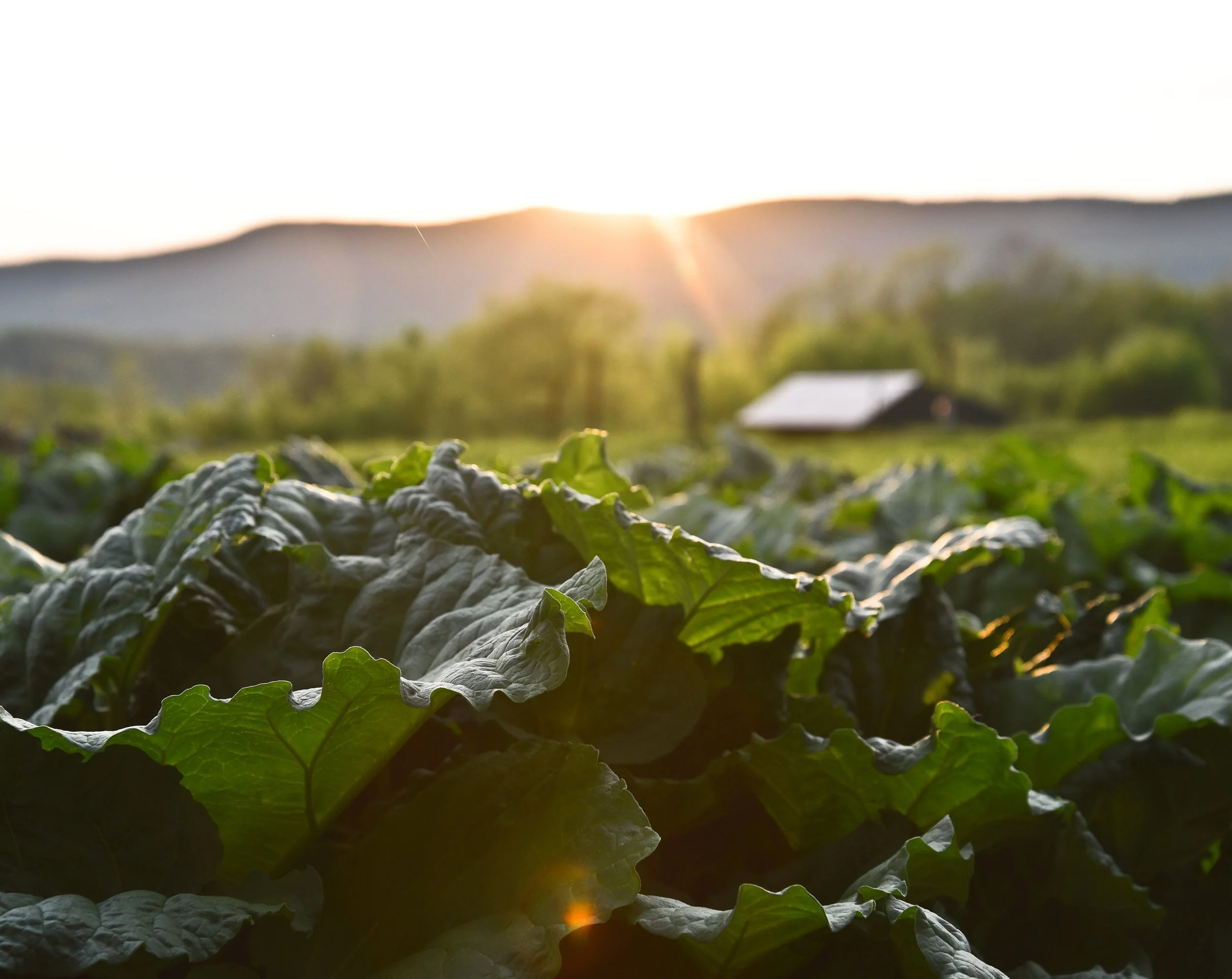 Land Core - Giving Tuesday Newsletter 2024