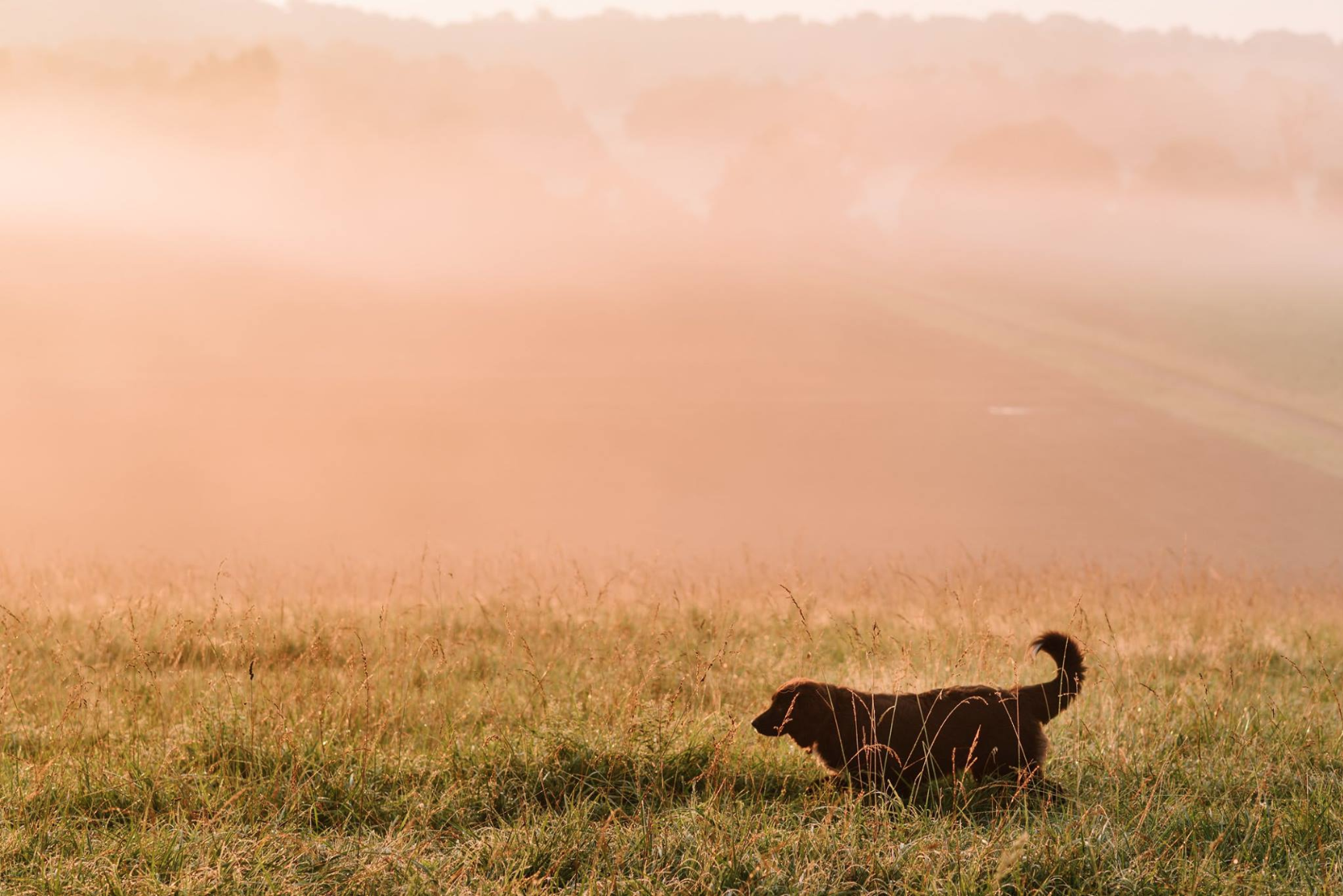 Sheep dog running through grass with a background of a pink, foggy sunrise