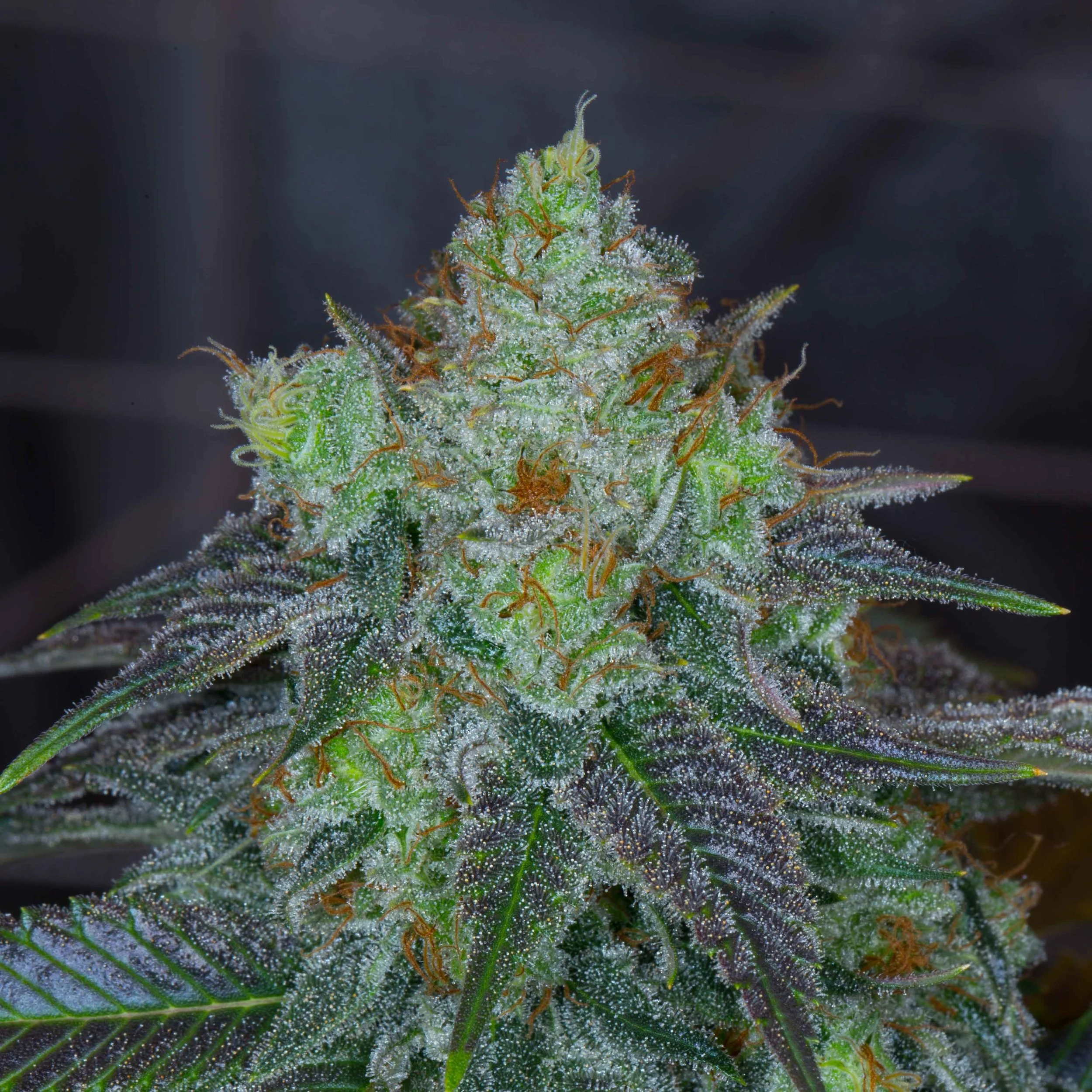 Lemon Chiesel 3.jpg