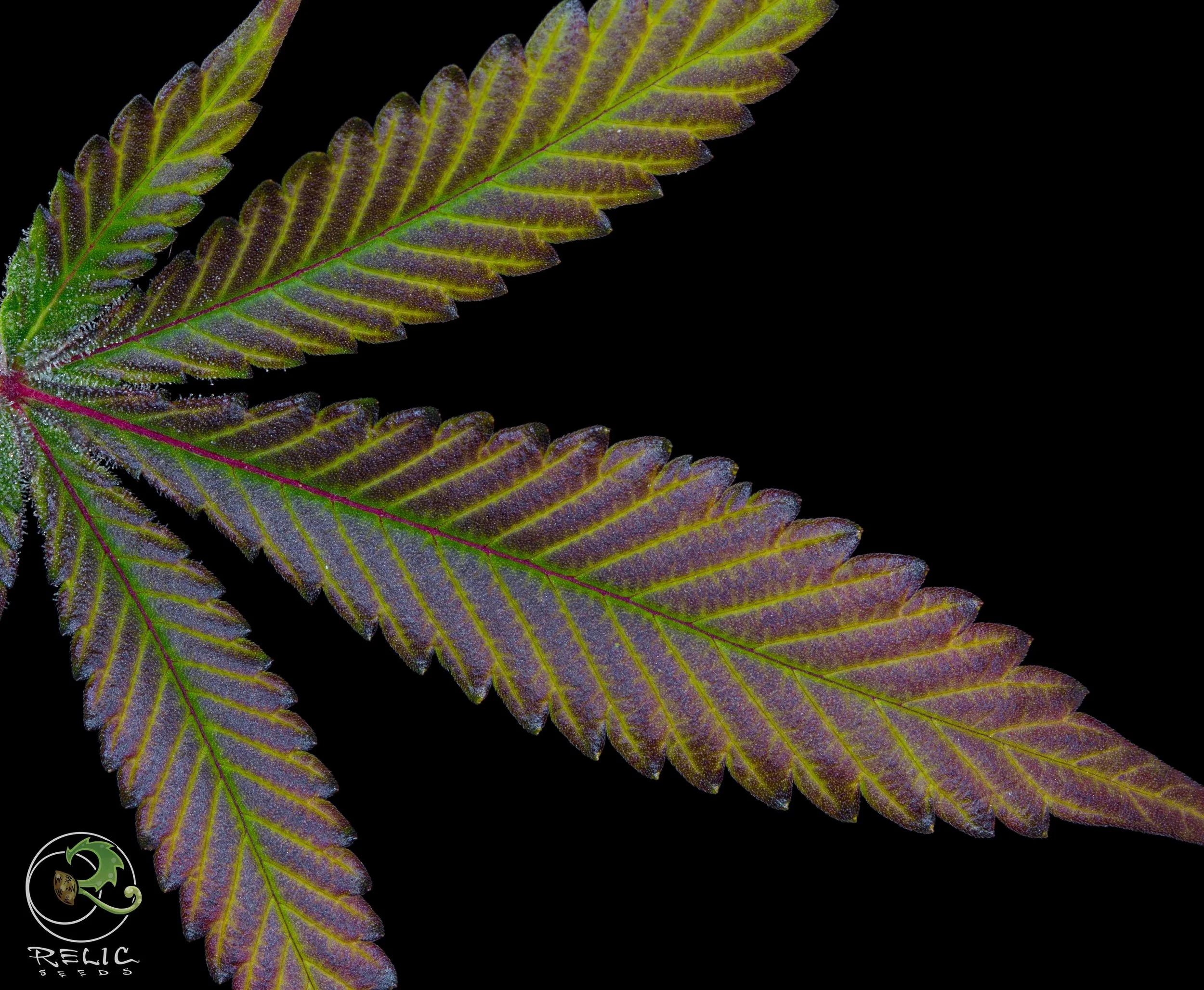 GooChee leaf.jpg