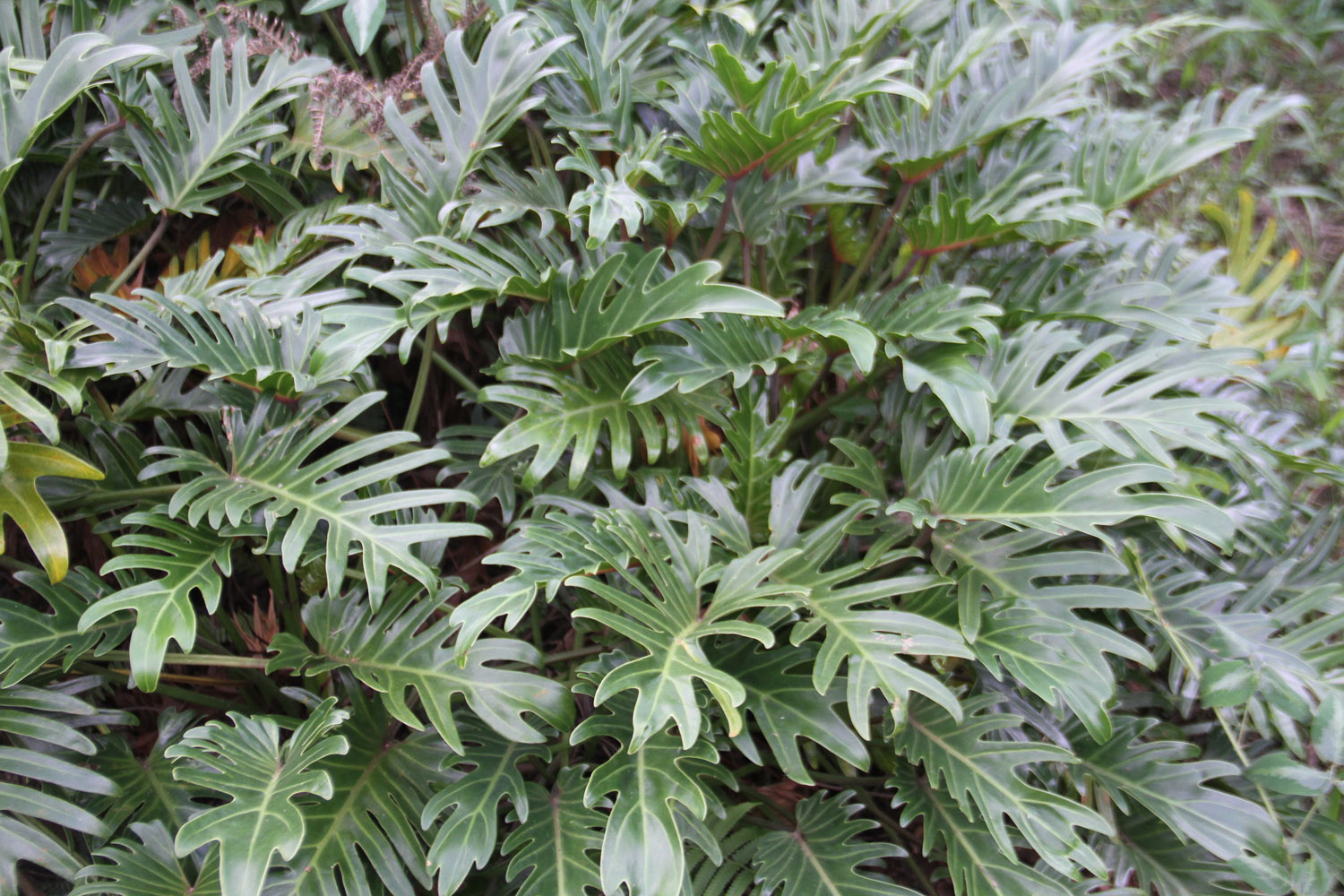 Xanadu Foliage