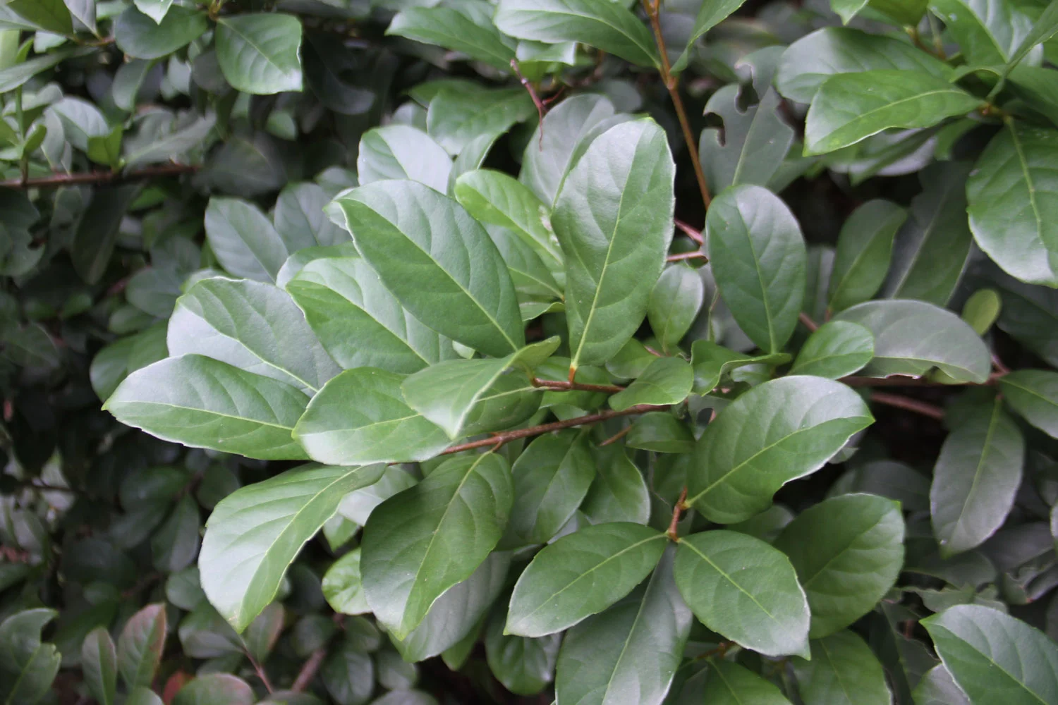 Viburnum Foliage 5 Stems per bunch