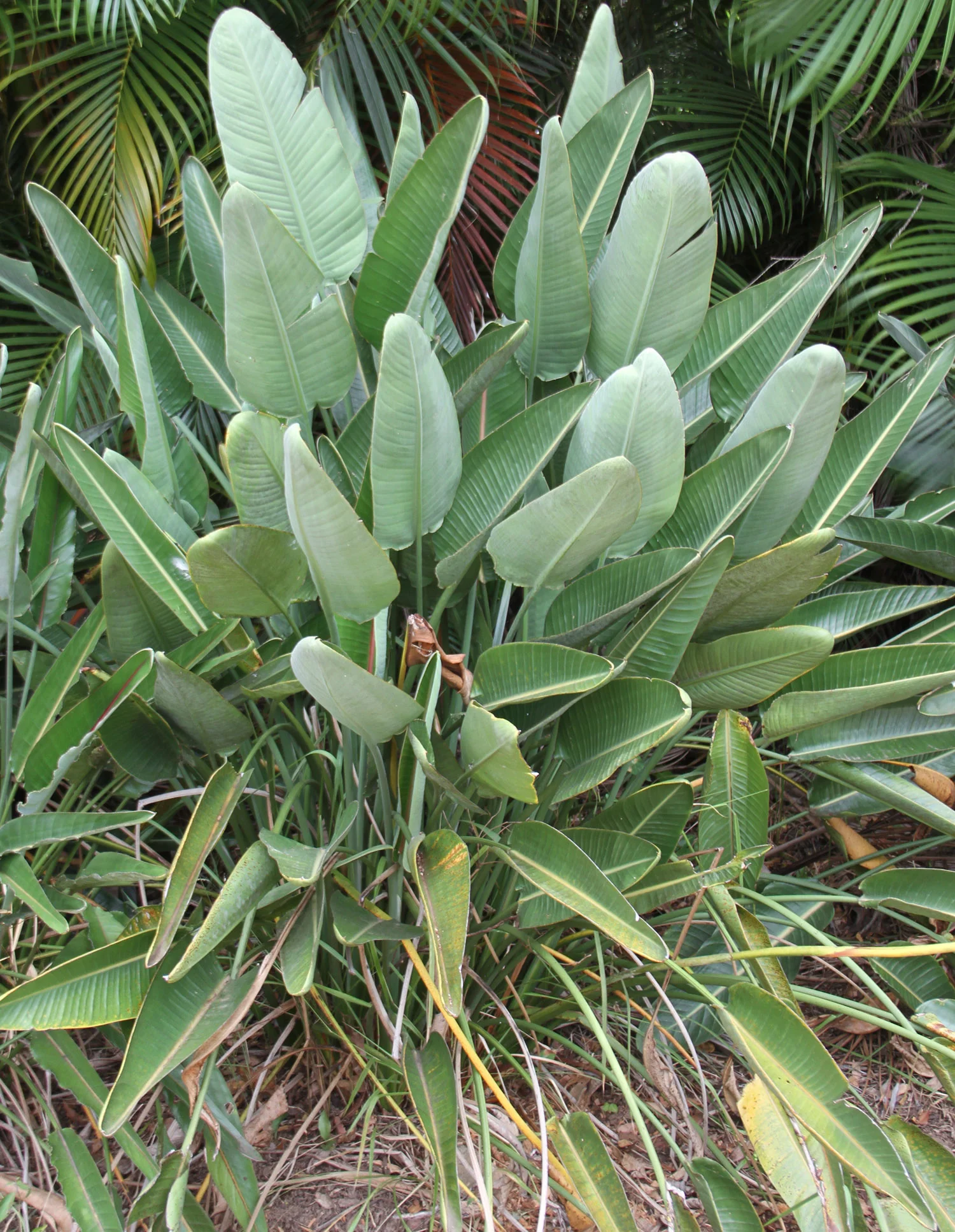 Strelitzia Leaves