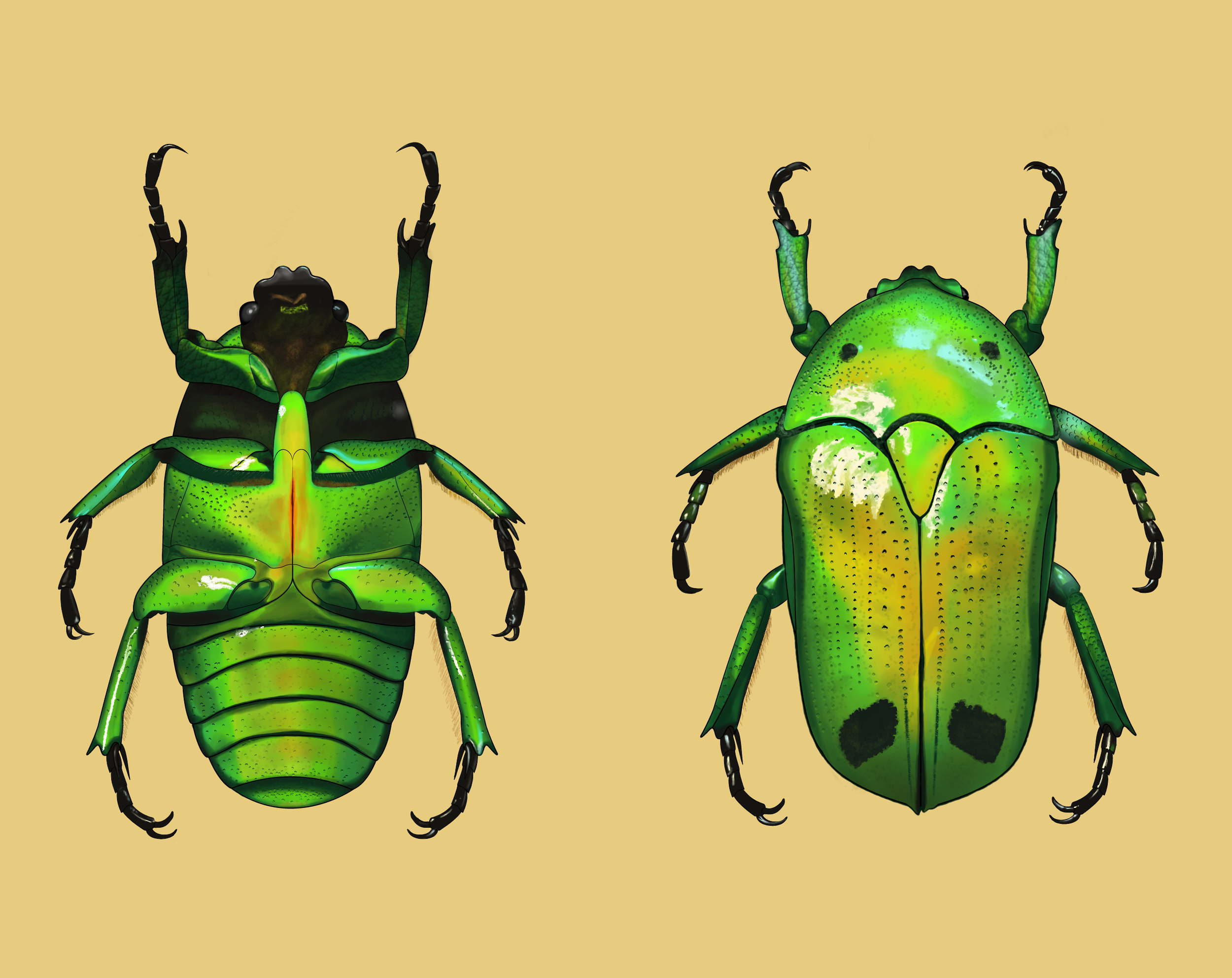 Emerald Face Flower Beetle.png