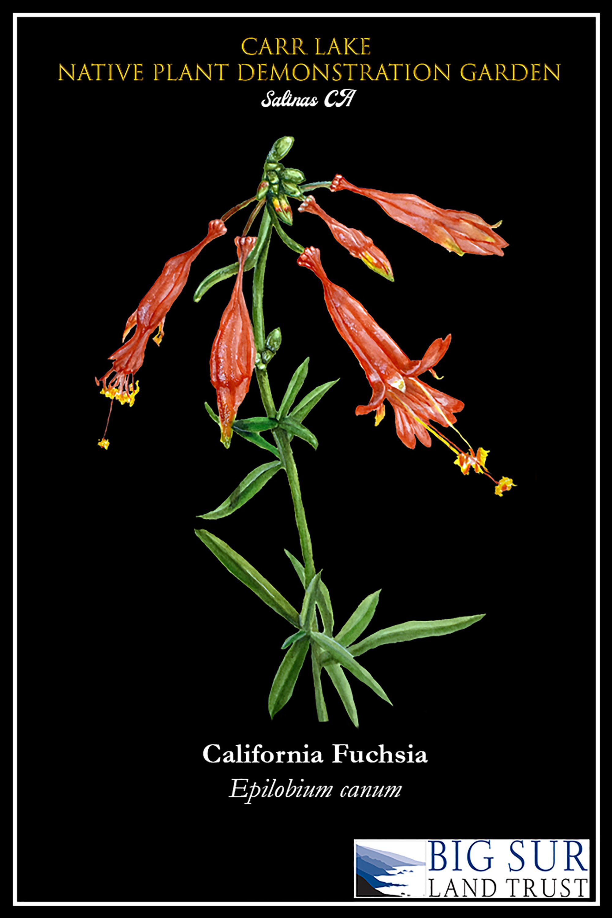 Califronia fuchsia postcard.jpg