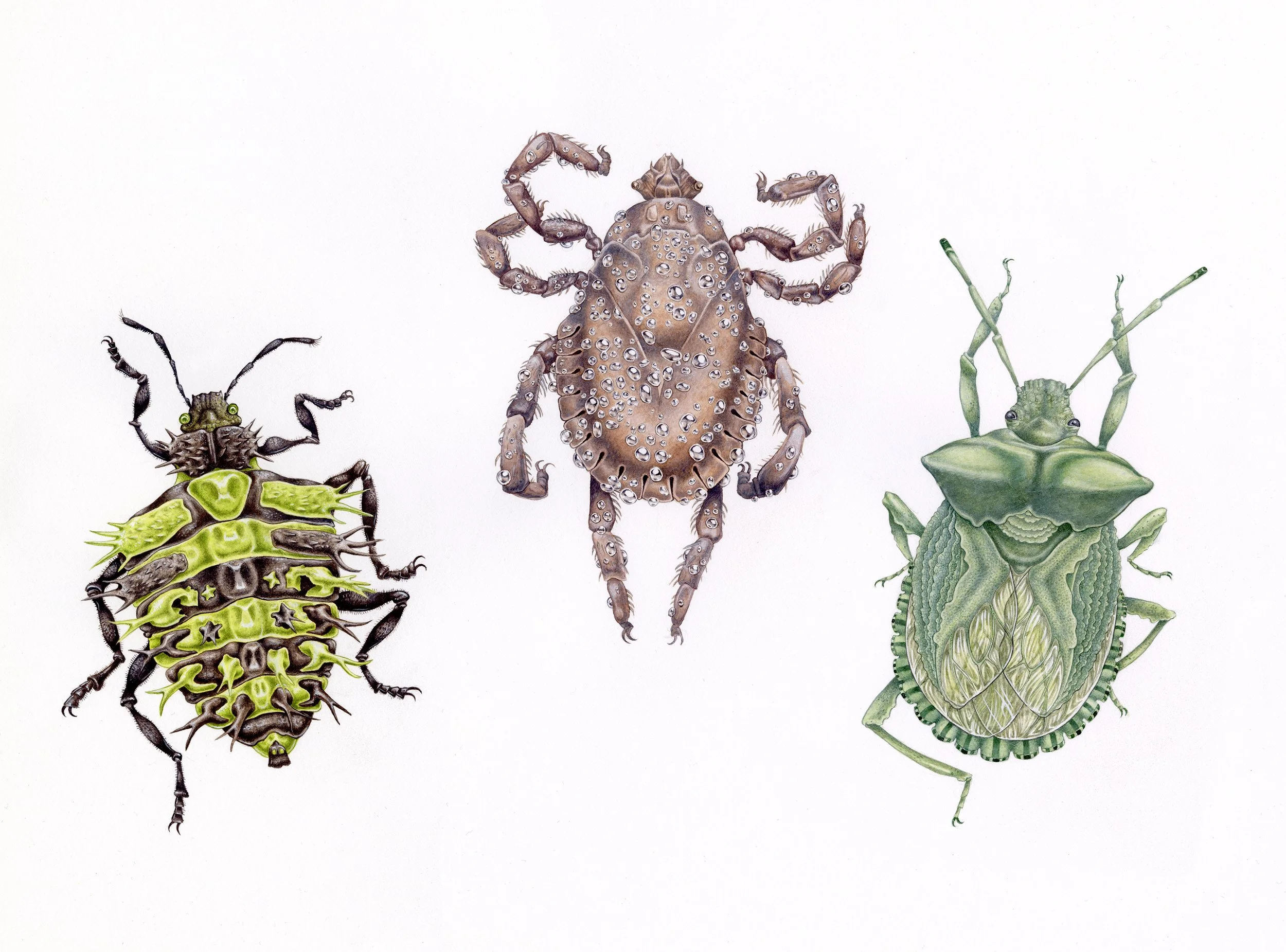 dream hemiptera_11x14_watercolor and gouache_2023_crop_WEB.jpg