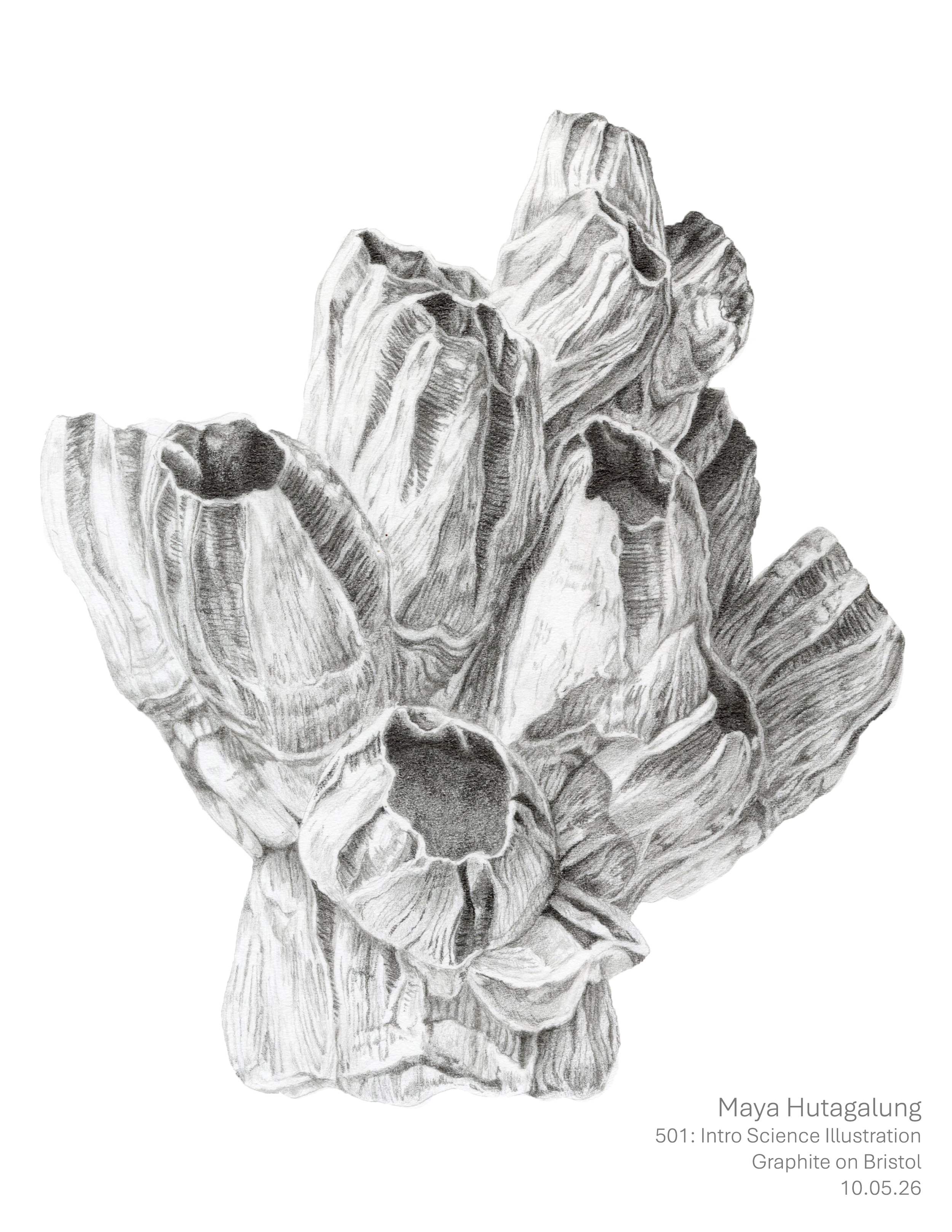Hutagalung_Barnacles.png