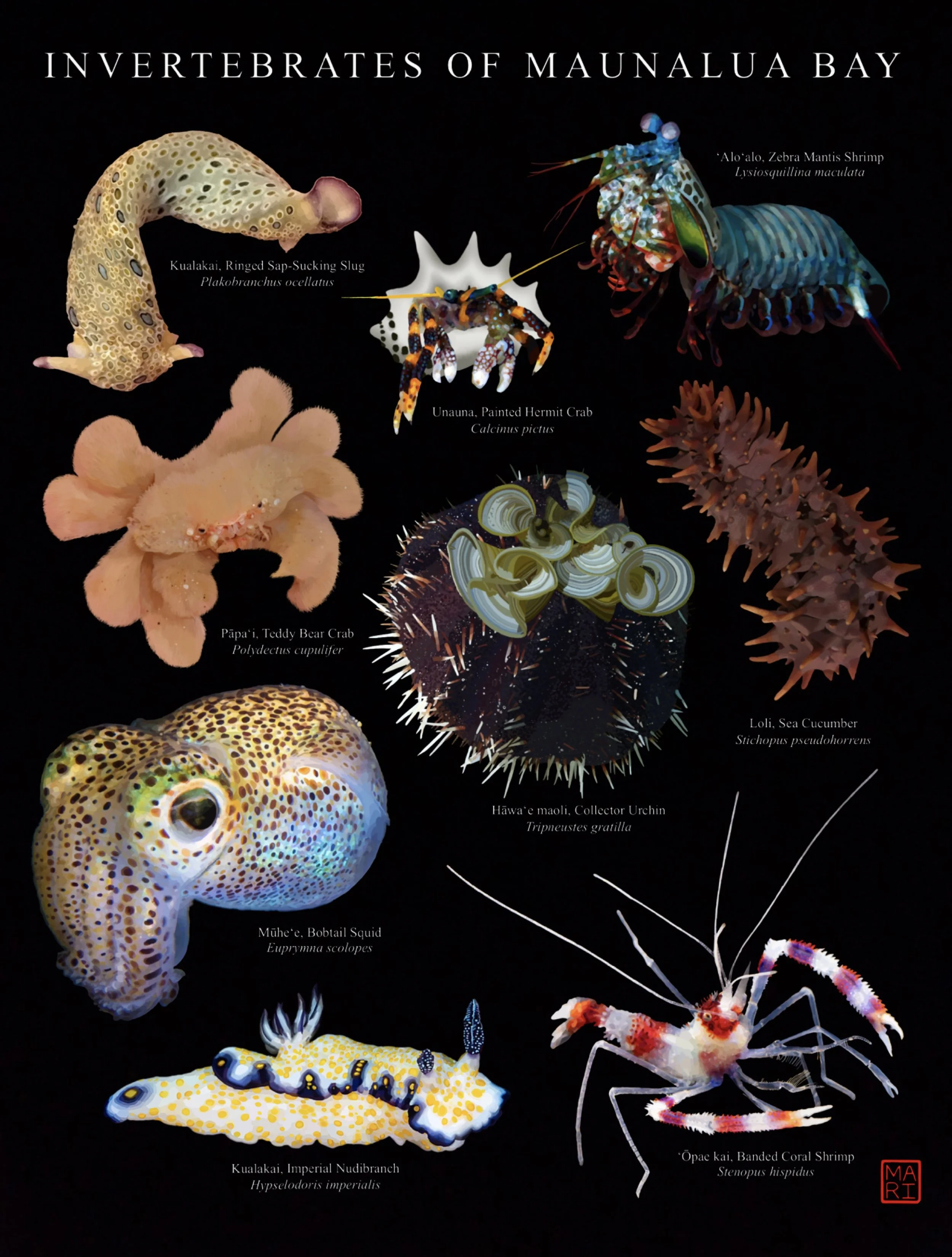 Inverts of Maunalua.jpg