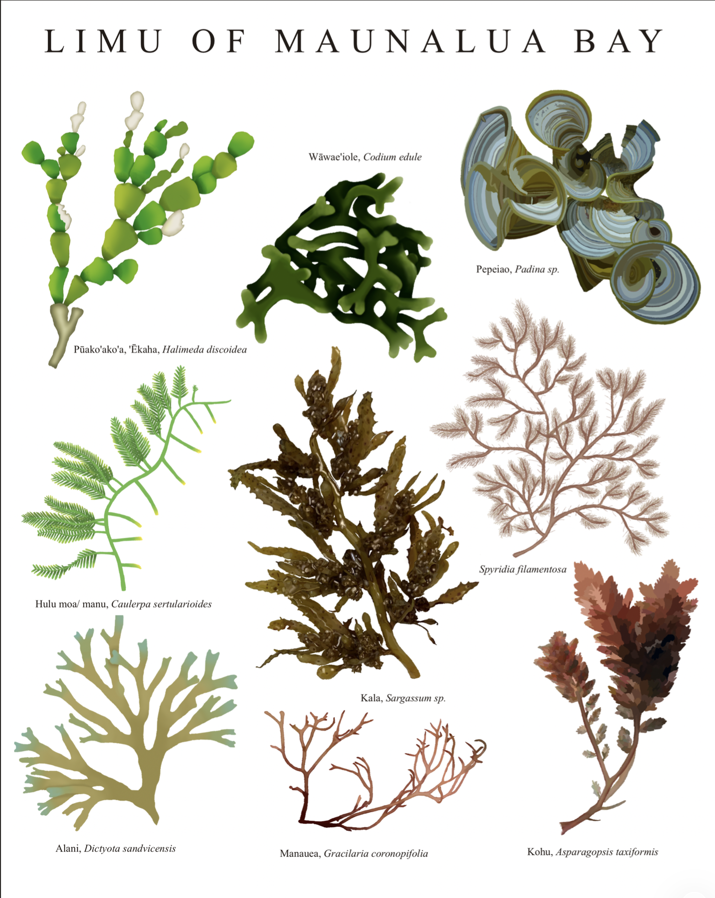 Limu of Maunalua Bay.png