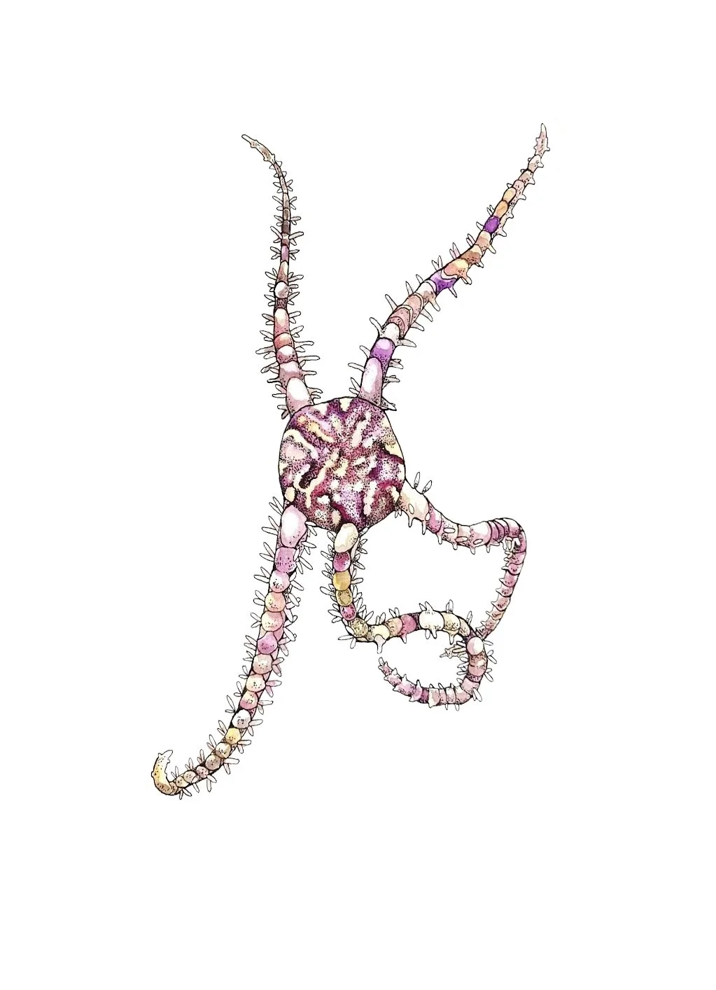 diablo brittle star.jpeg