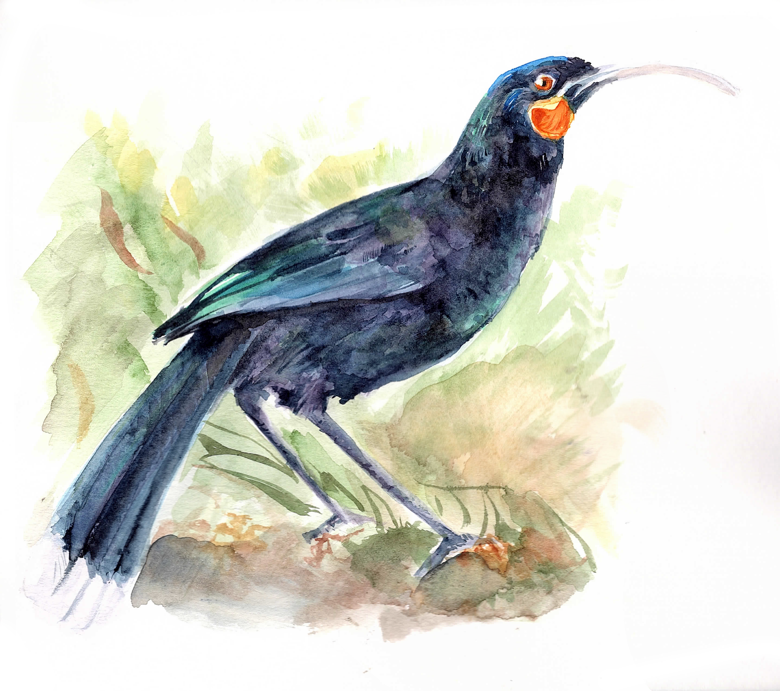 huia new scan.png