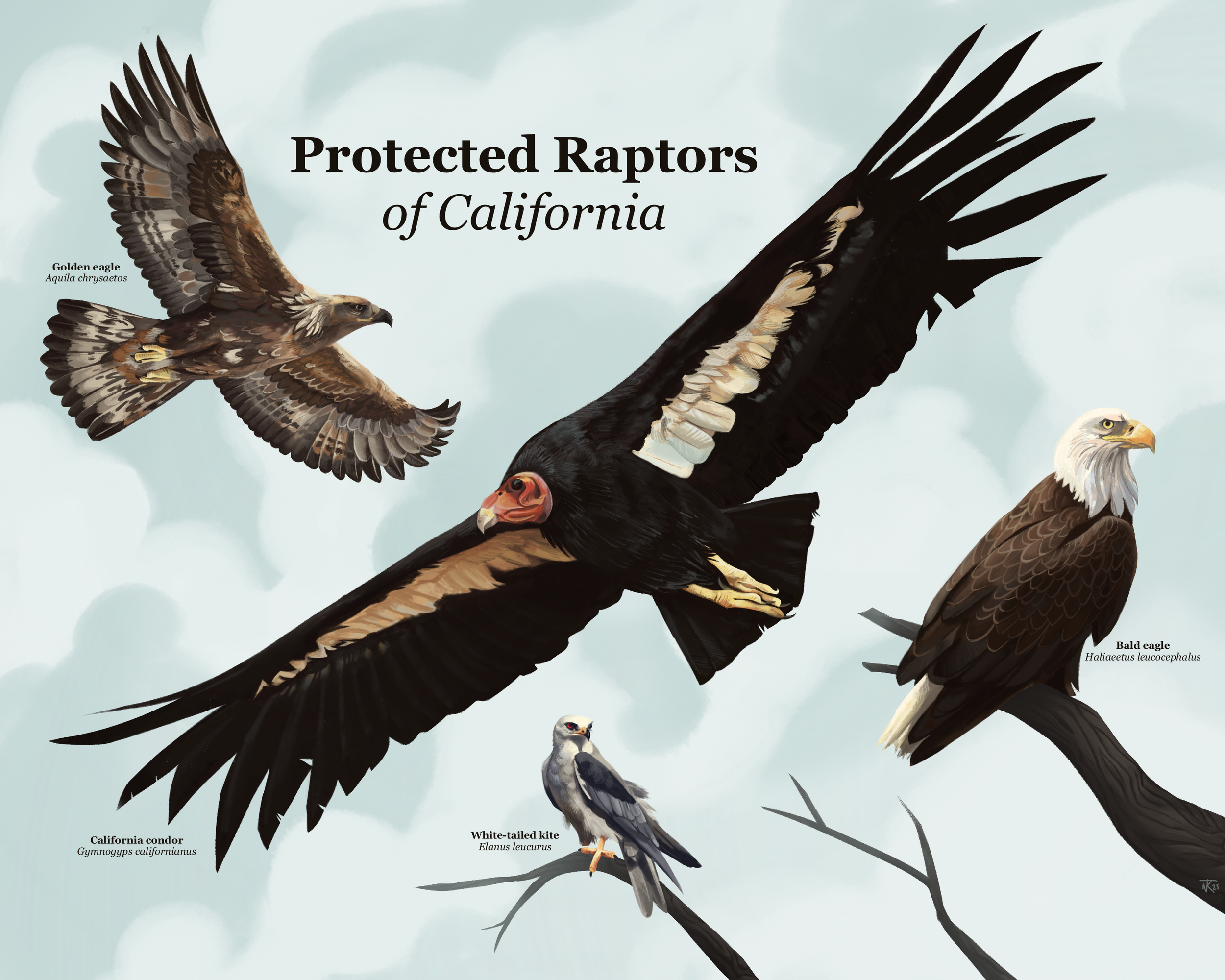 raptors.png