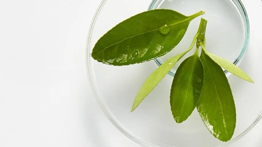 green%2Btea%2Bquinoa%2Bcleanser%2Bingredients.jpg
