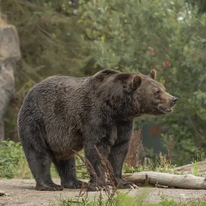 closeup-shot-grizzly-bear-smiling-with-blurred-forest.jpg