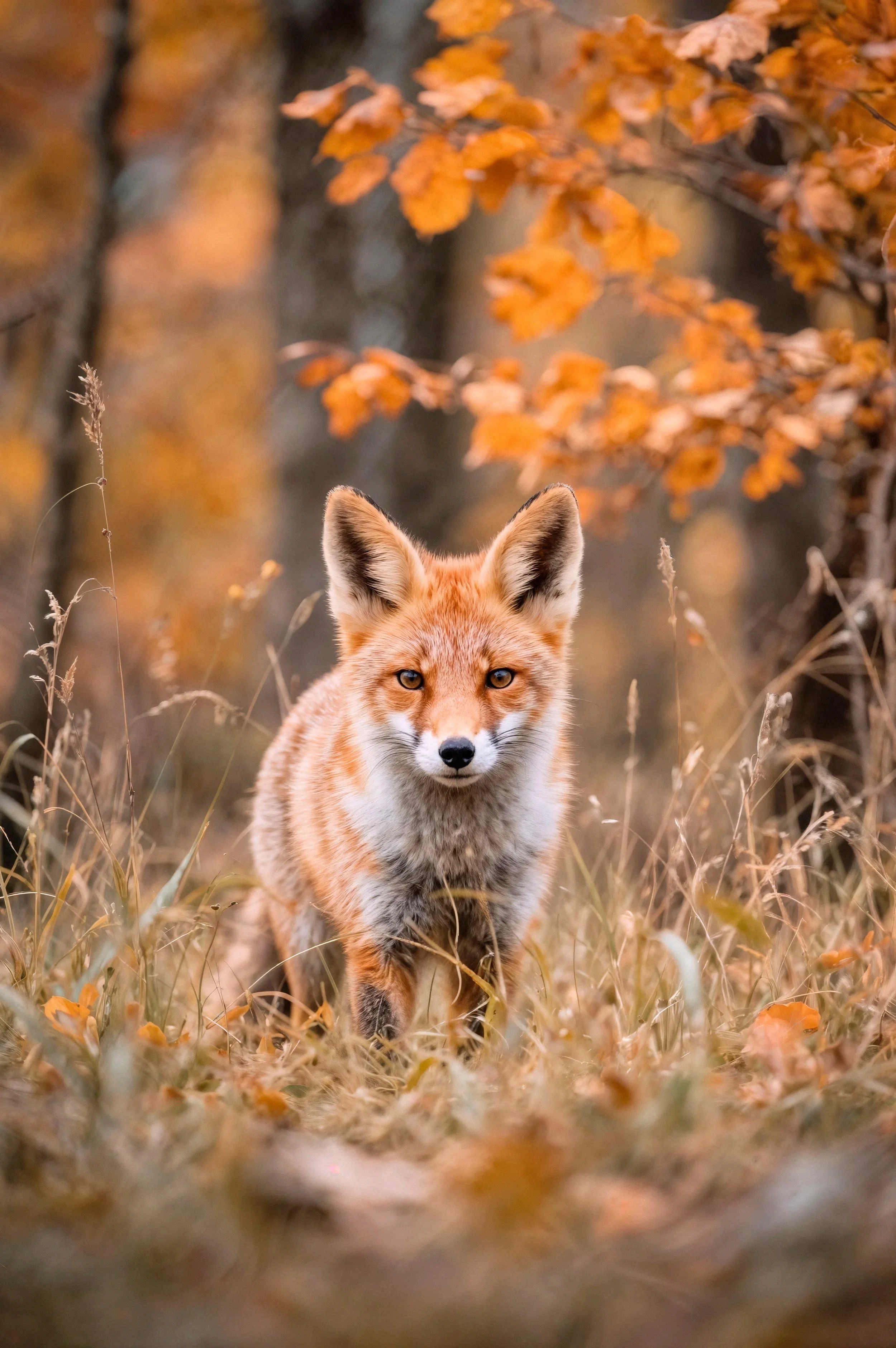 fox-autumn-forest.jpg