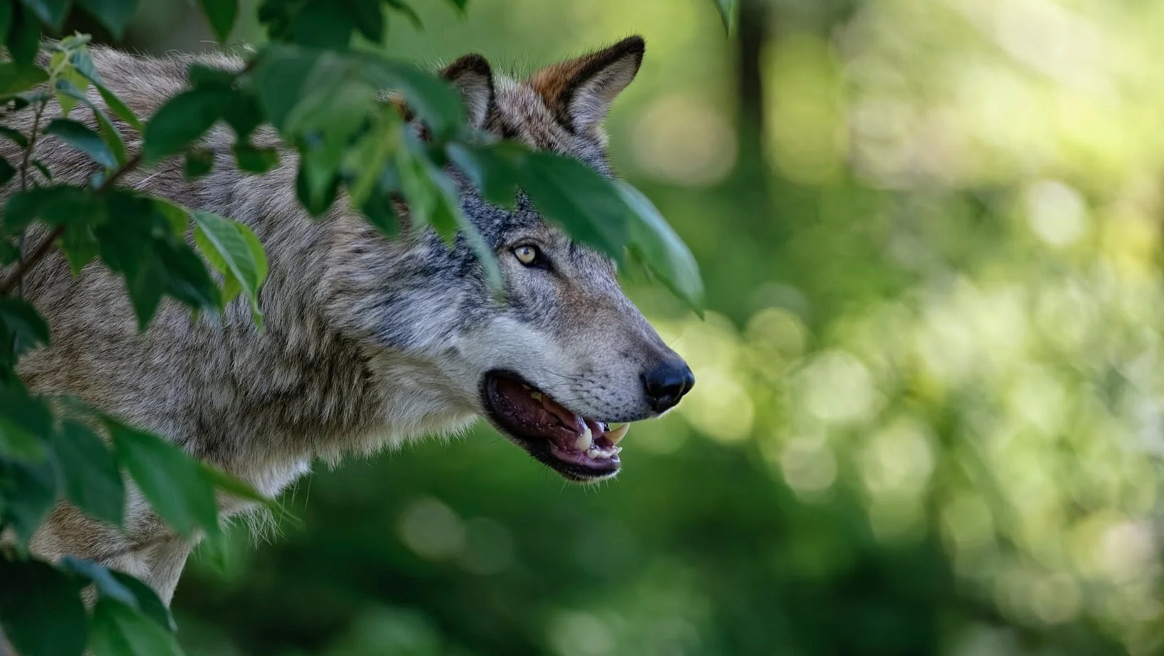 Calling to primal (5)~2 (1).png